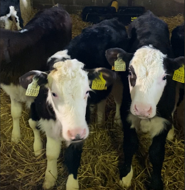 Calves sourced through the initiative