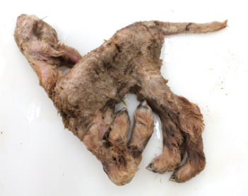 Source: Senior research officer with Cork Regional Veterinary Laboratory, Cosme Sanchez Miguel
