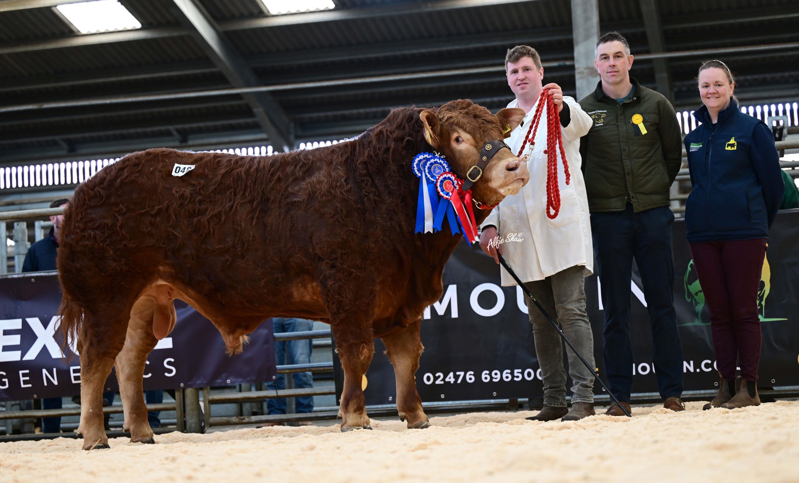 Robert Clyde’s reserve intermediate champion Clydevalley Ultimate sold for 7,200gns. Source: Alfie Shaw
