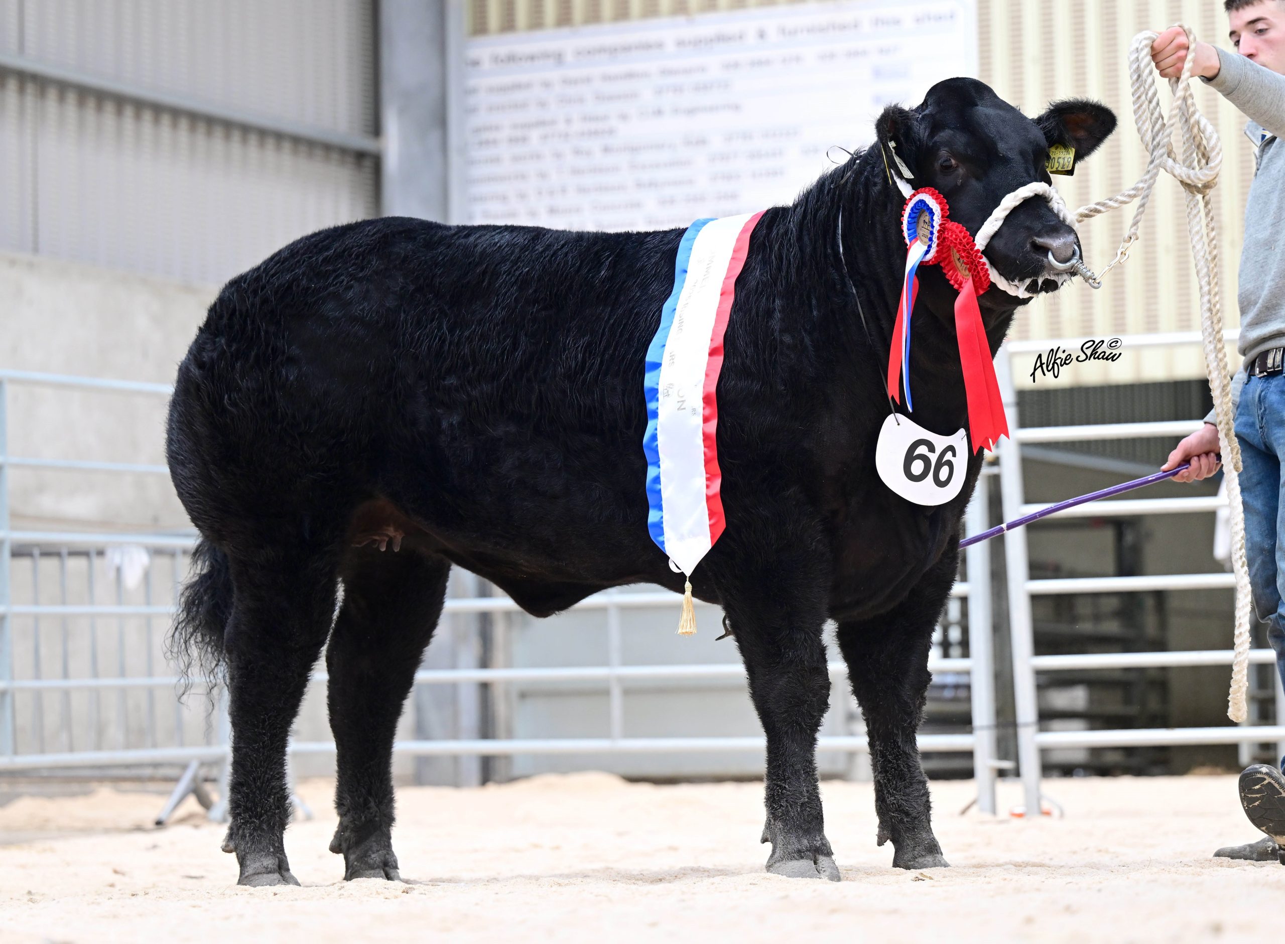 Commercial champion Take A Chance from James Alexander. Source: Alfie Shaw