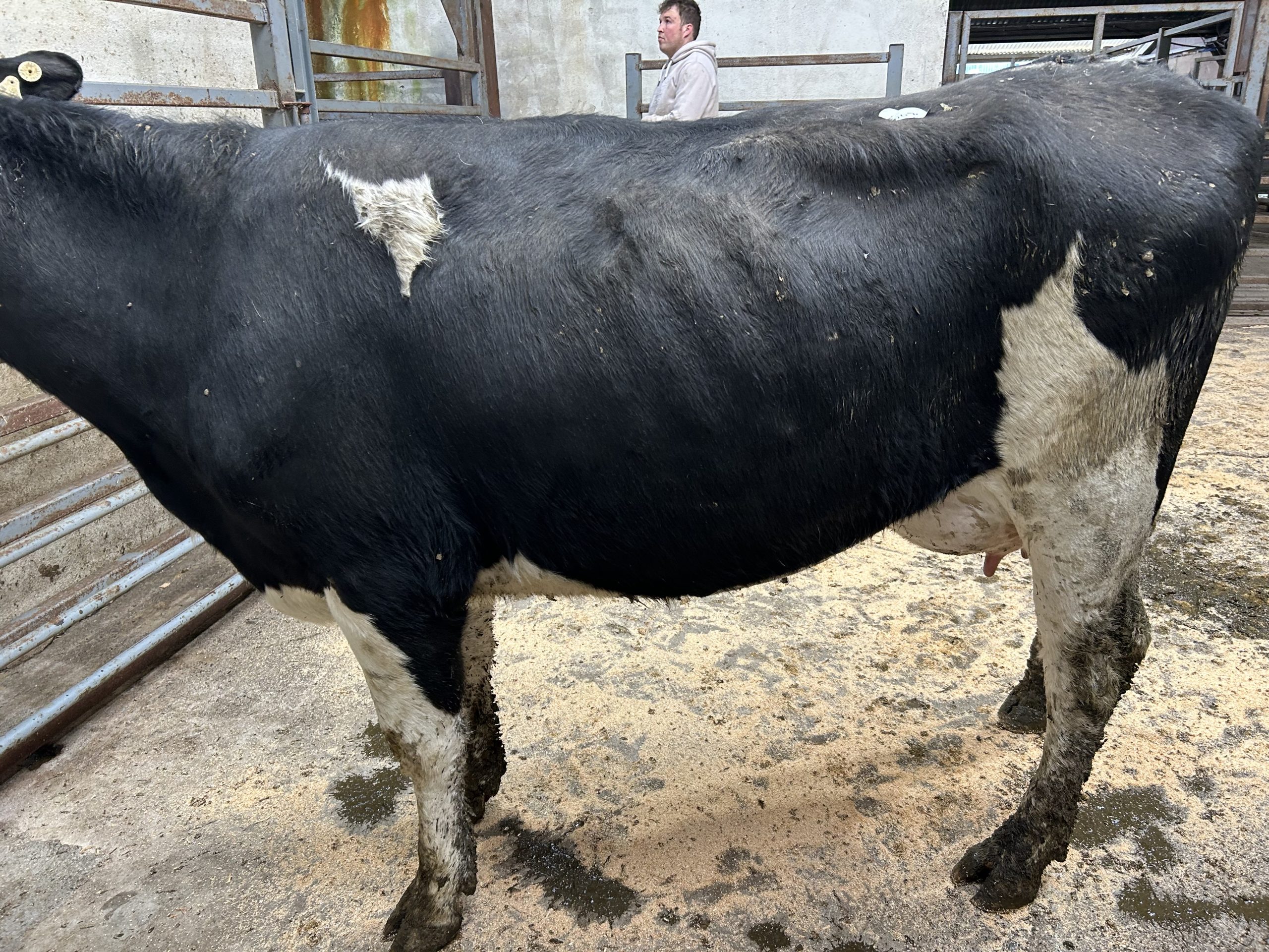 EBI of €260 with dam producing 477kg/MS sold for €2,150