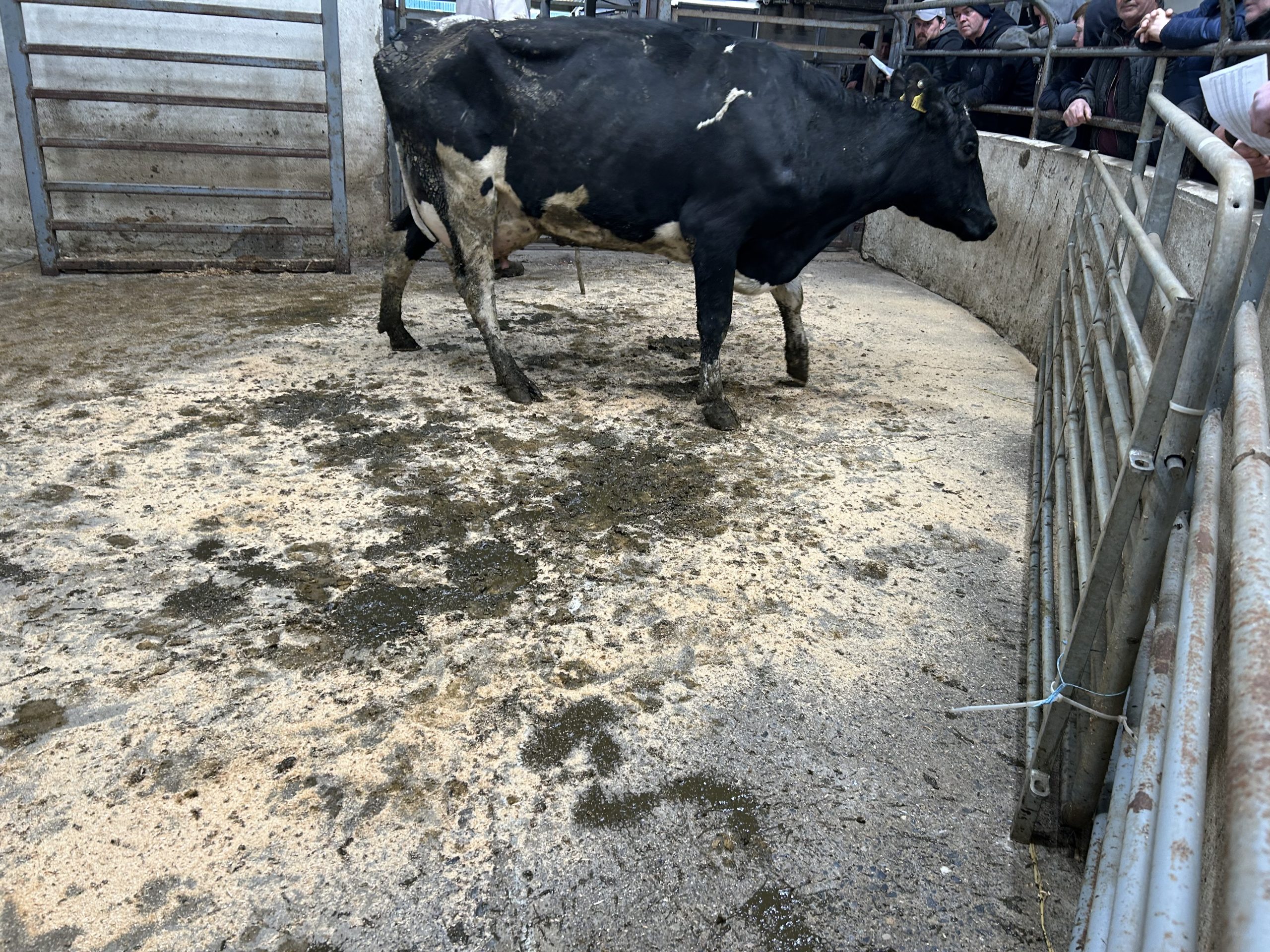 Third calver with EBI of €181 and produced 514kg/MS last year sold for €2,160