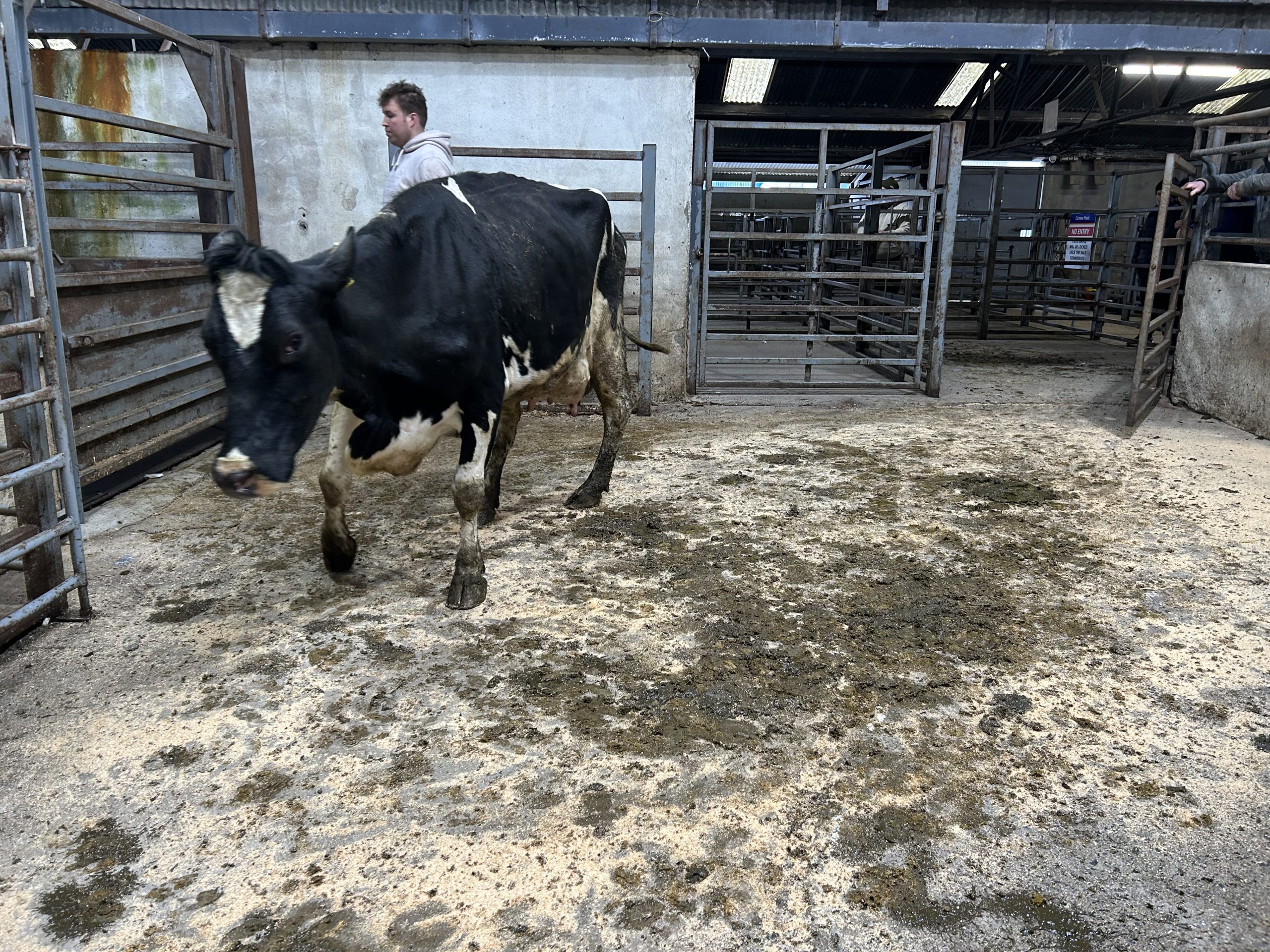 Sixth lactation FR cow sold for €1,440