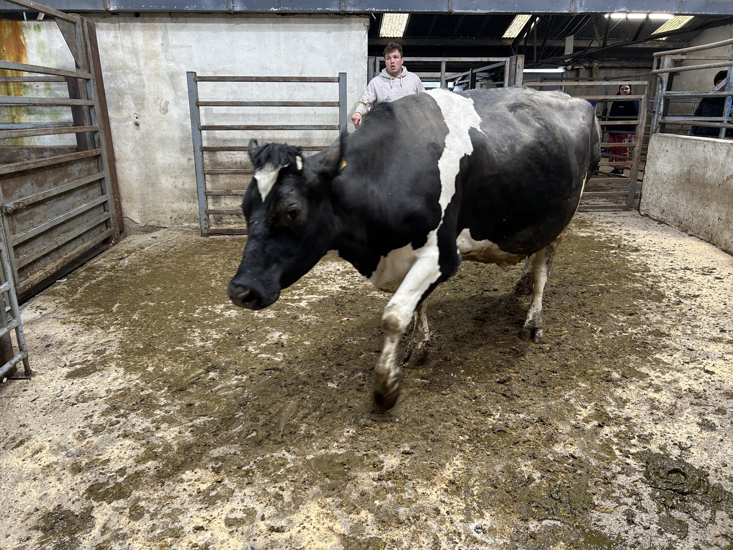 FR cow that yielded 9,934kg of milk with 4.14% fat &amp; 3.57% protein last year sold for €1,680
