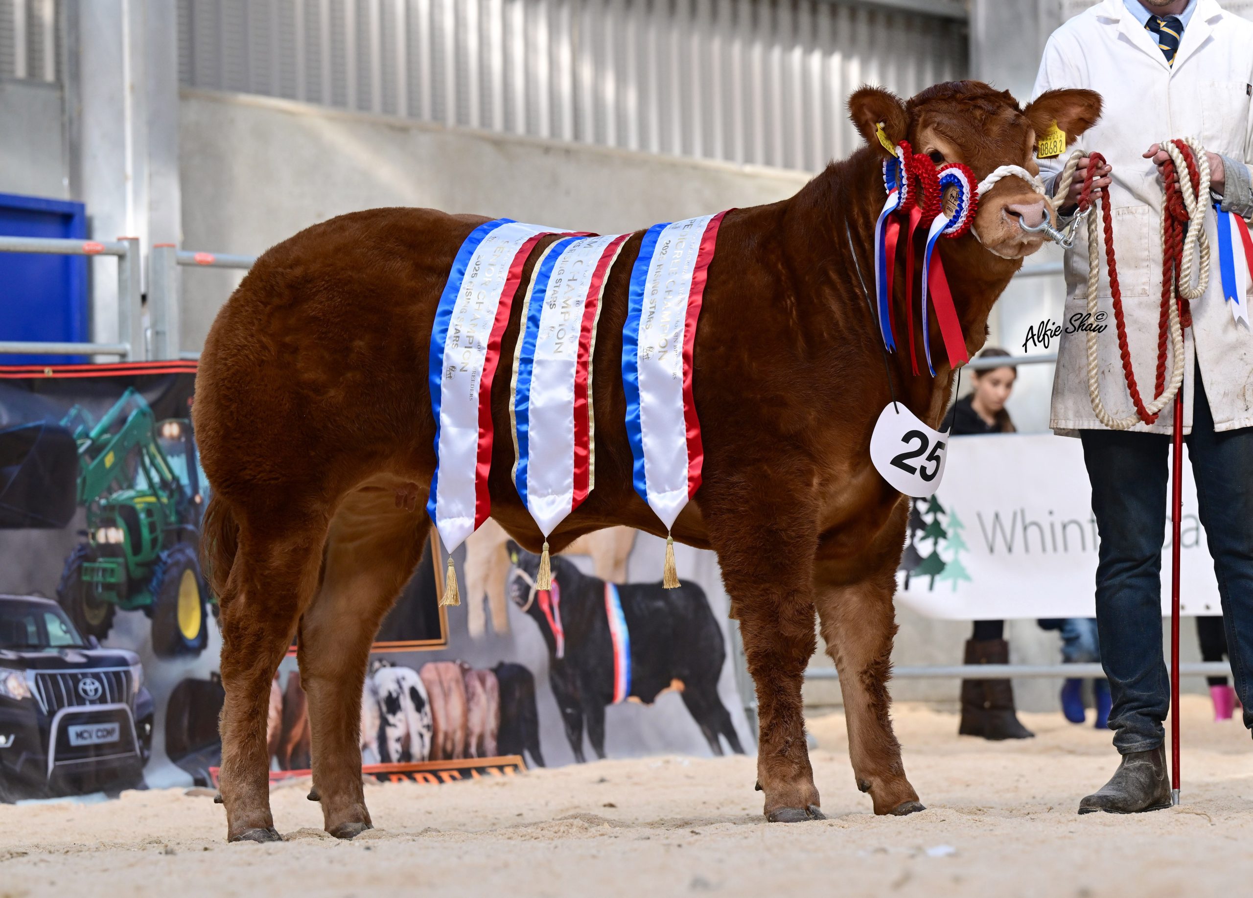 Junior champion, pedigree champion, and supreme overall champion was Kieran McCrory’s Bernish Valentine. Source: Alfie Shaw