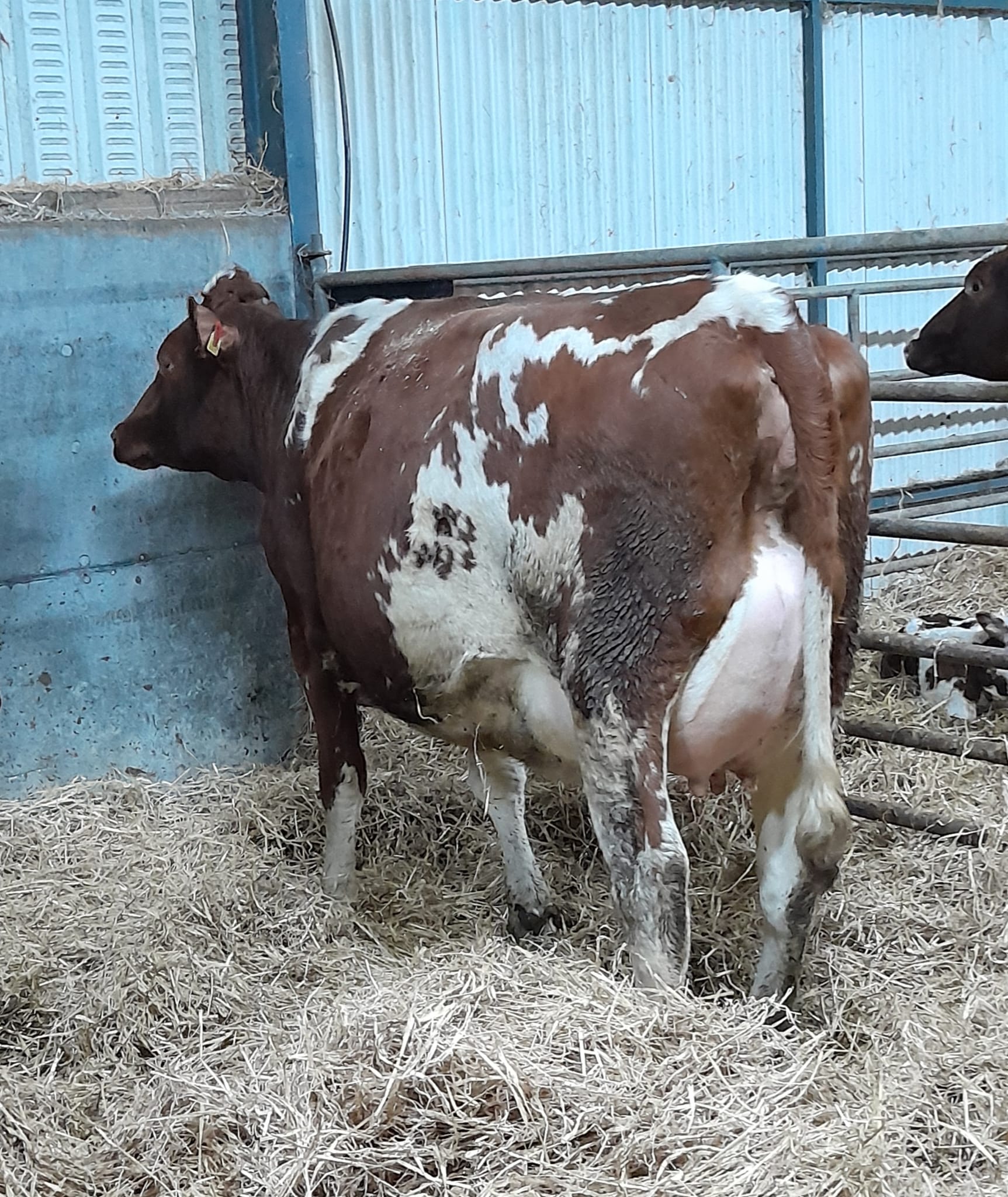 Coolnagree Youri Begonia Red 2, top priced red and white heifer and second highest price of the sale sold for €3,725