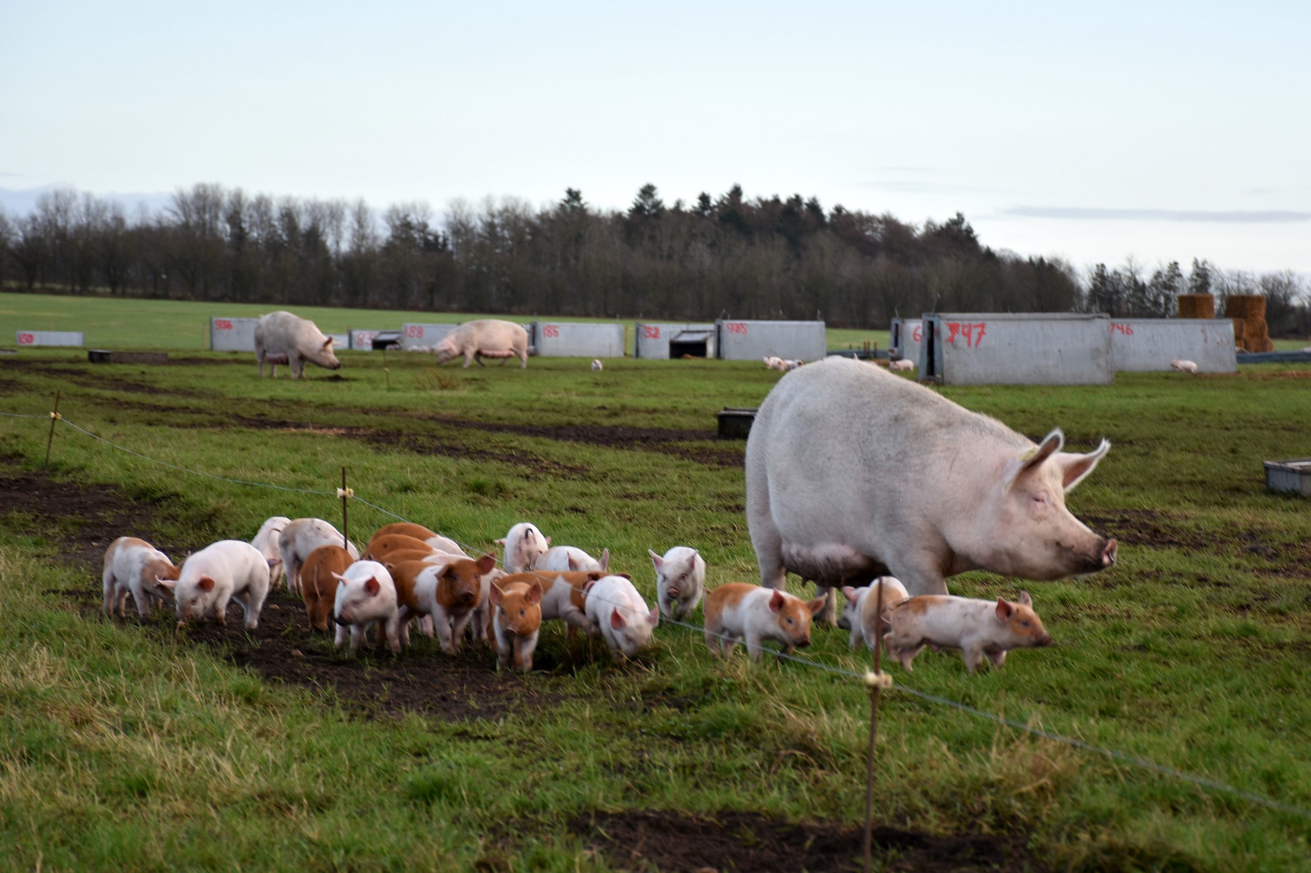 Each sow produces an average of 30 pigs per year in the outdoor system