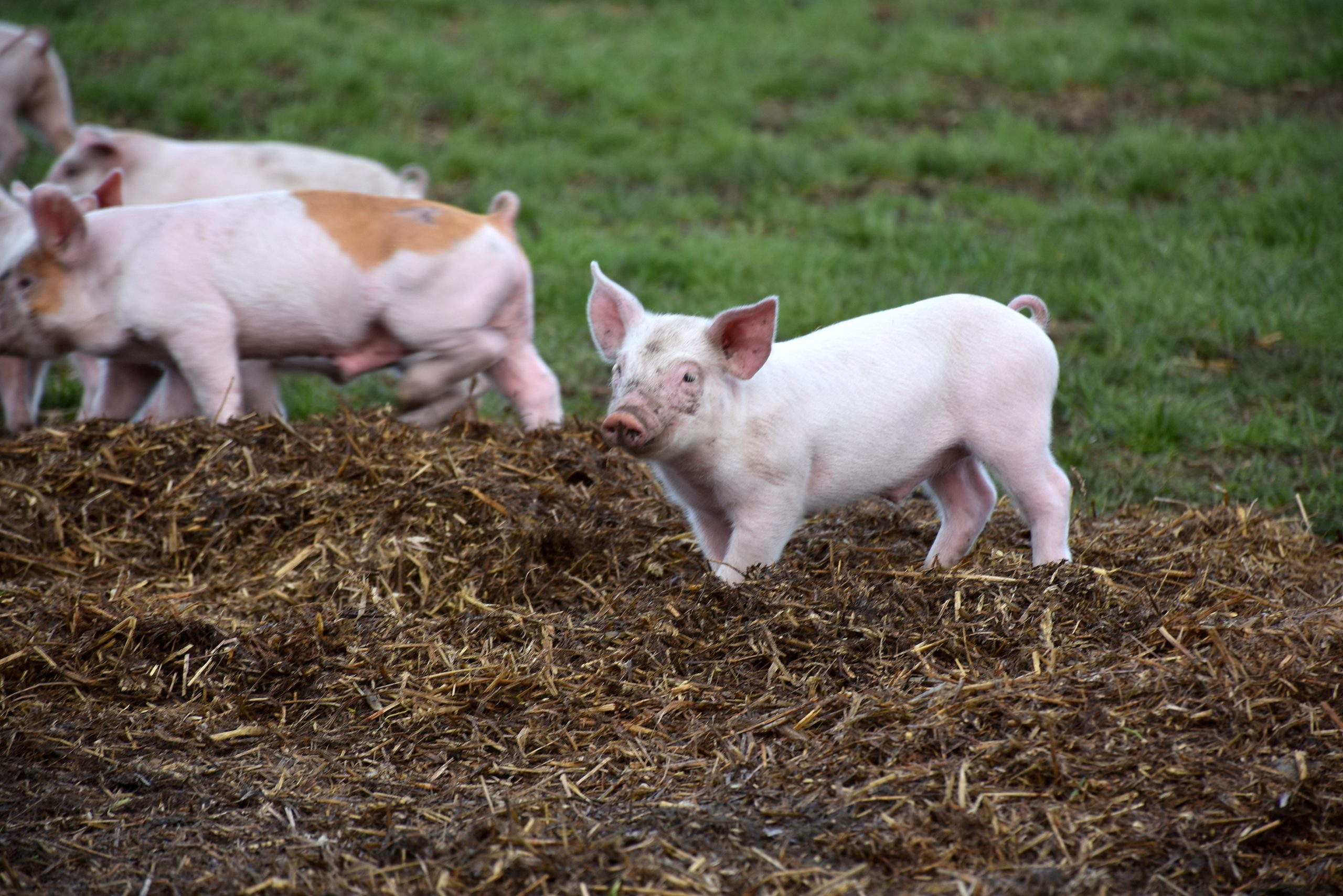 Piglets are weaned at 35-days-old when at an average weight of 11-12kg