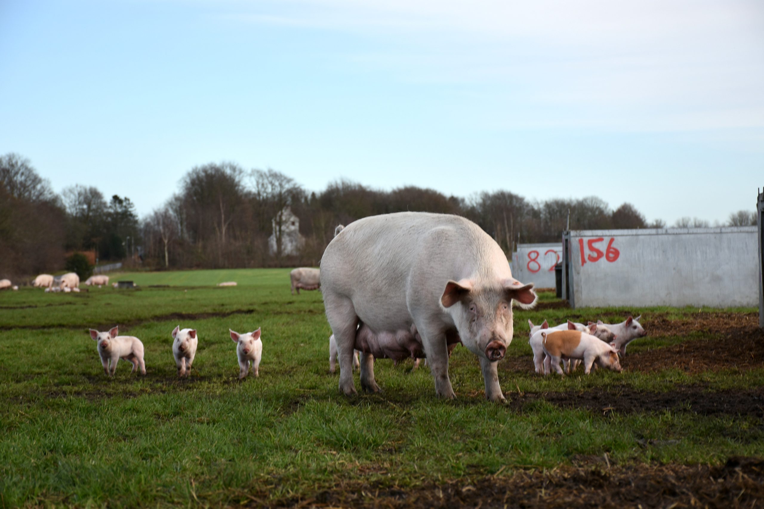 Peter and Lene find the Topigs Norsvin TN70 sows more suitable to their outdoor system