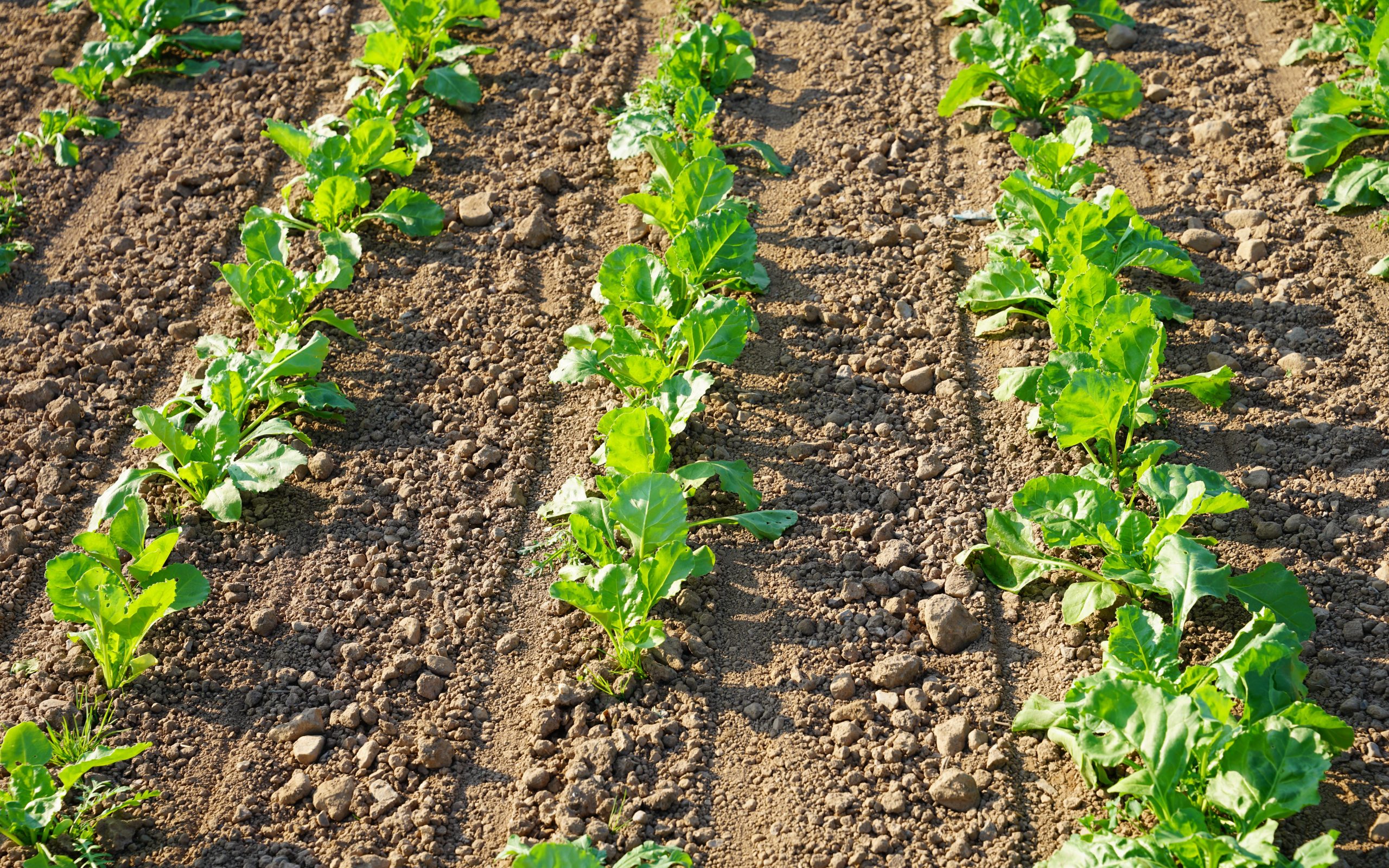 Plants rely on CO2 to grow, the higher the concentration the greater the yield