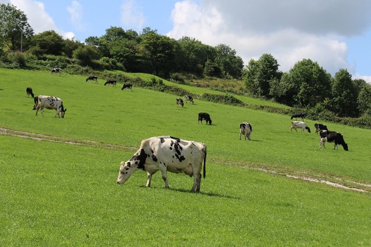 Dairy producers can avoid dips in butterfat production and protect fertility by supplementing herds with rumen-protected fats at turnout