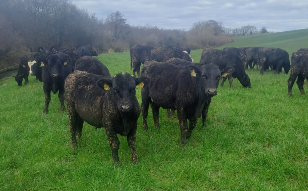 Yearling cattle went to grass on March 3