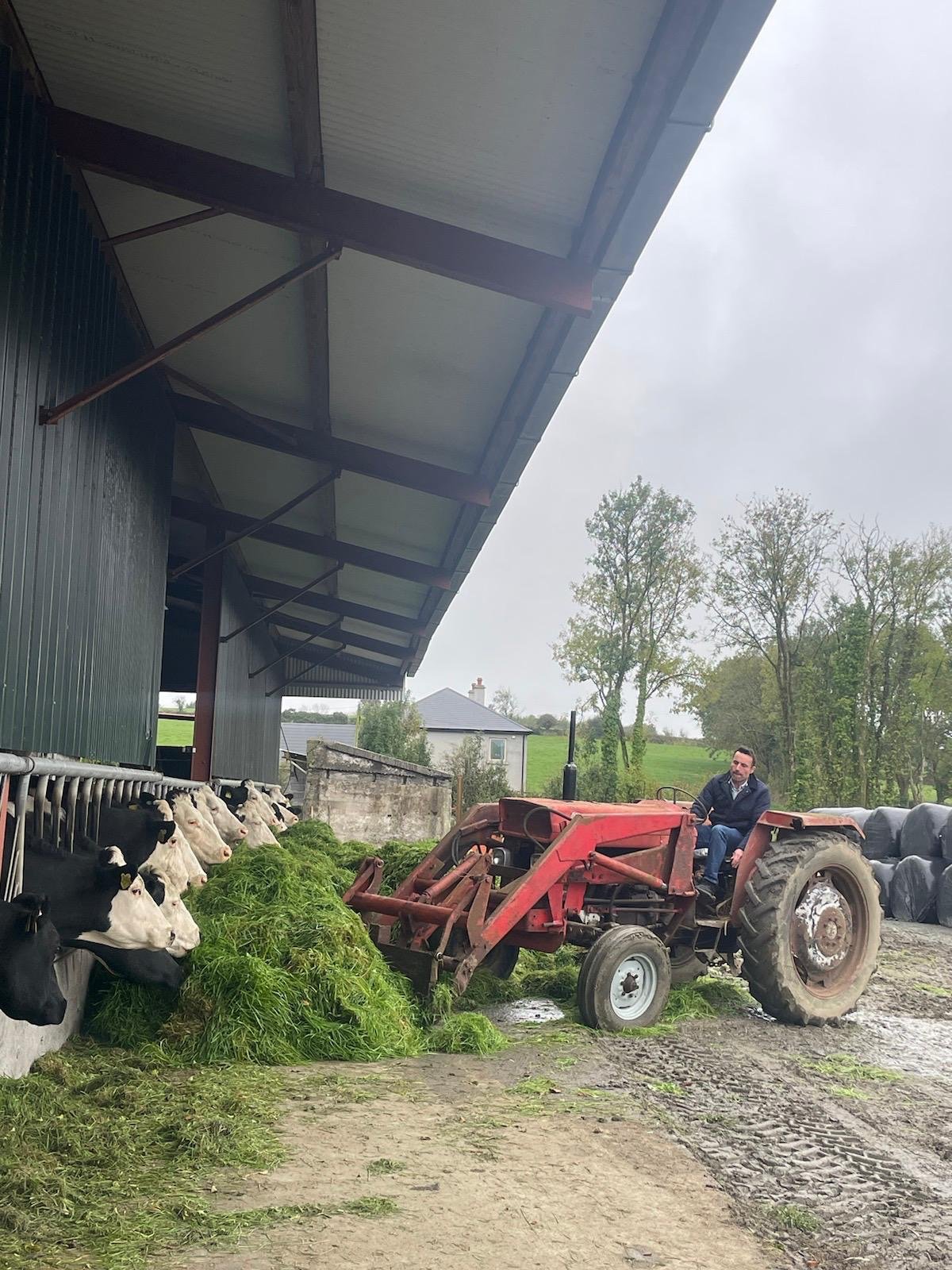 Denis feeding his herd of cows zero-grazed grass