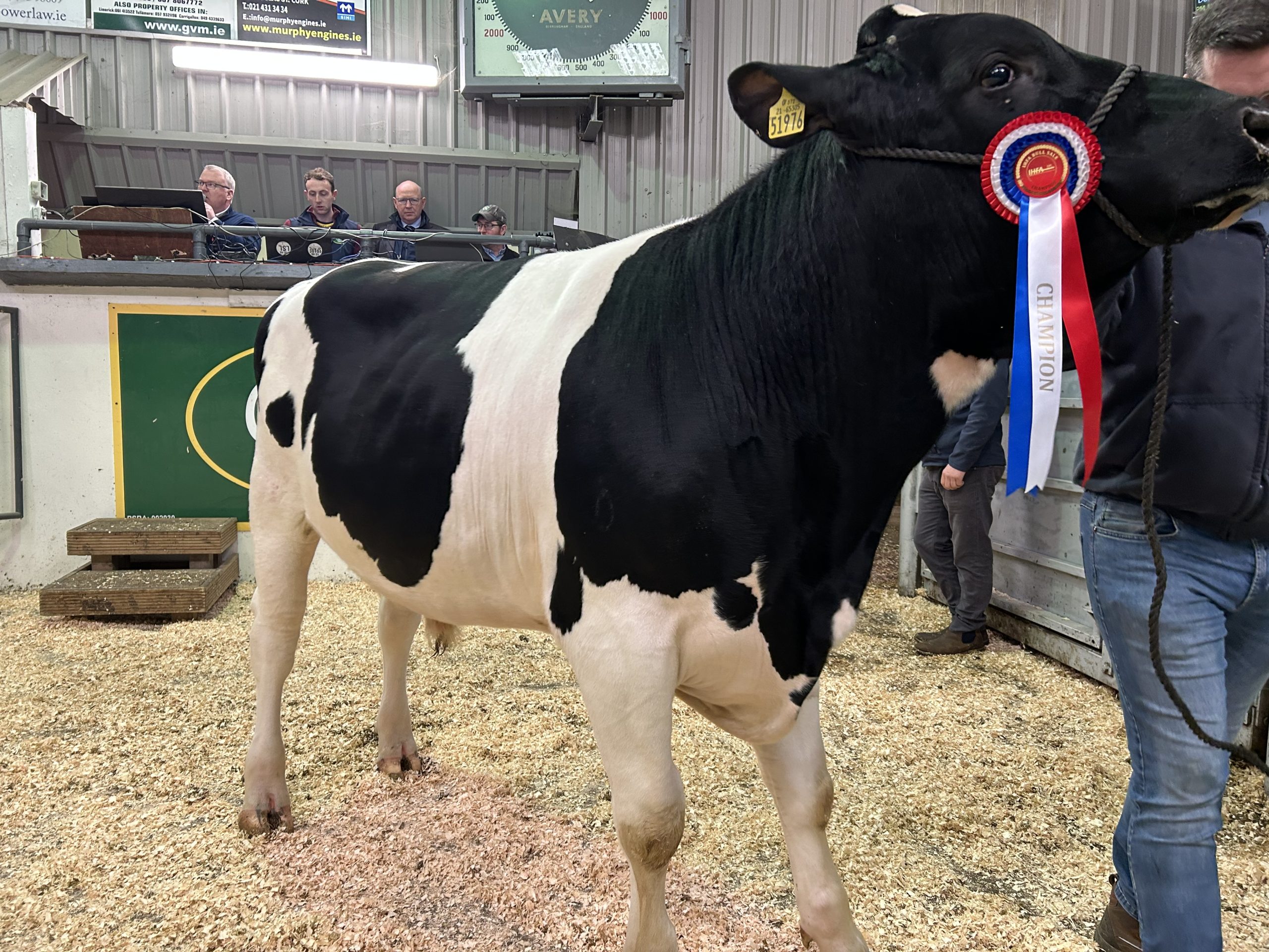 The Champion bull, Greenlea Cassy sold for €5,500