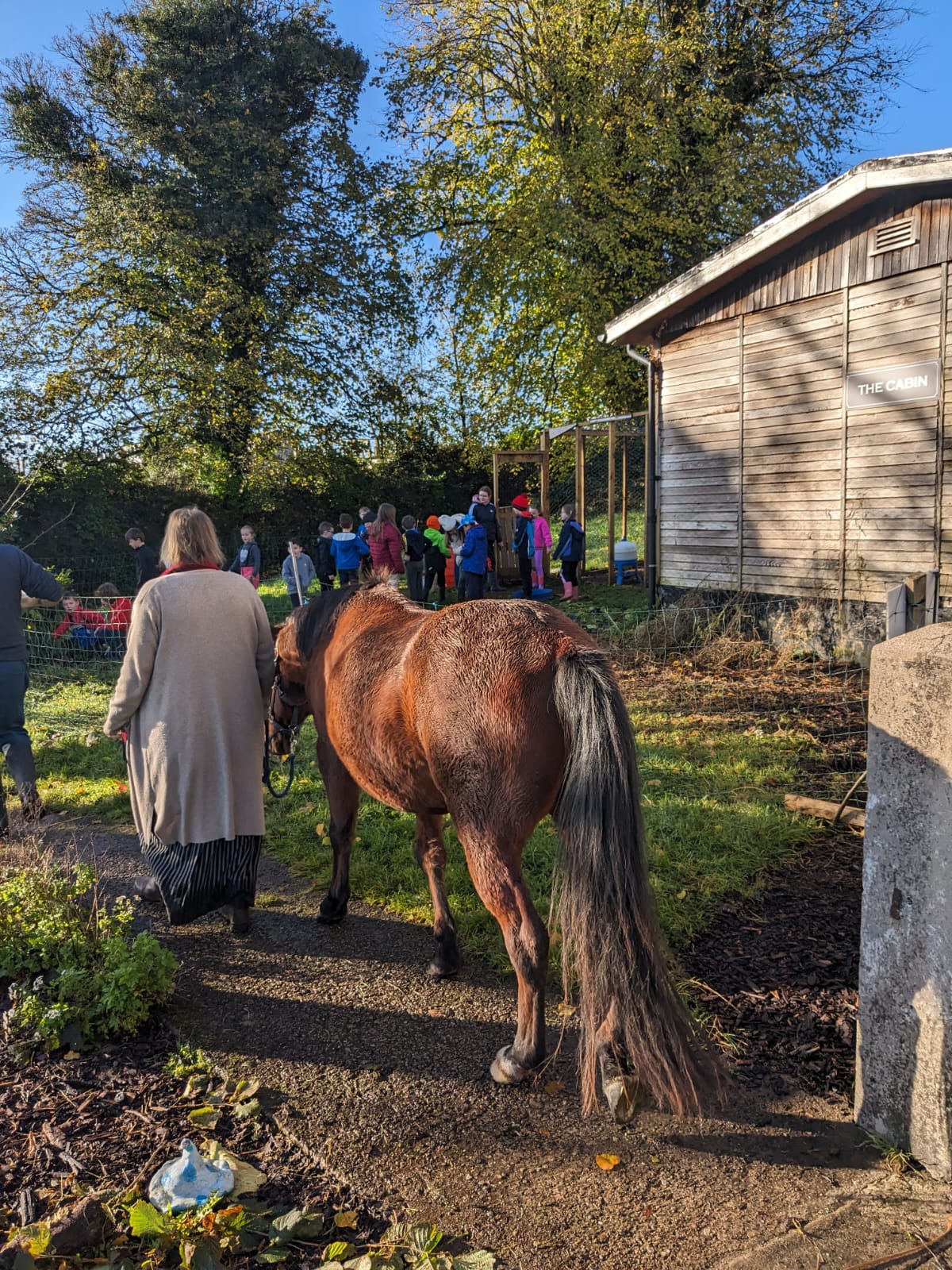 One of the horses at Doon Social Farm. Image source: Doon Social Farm