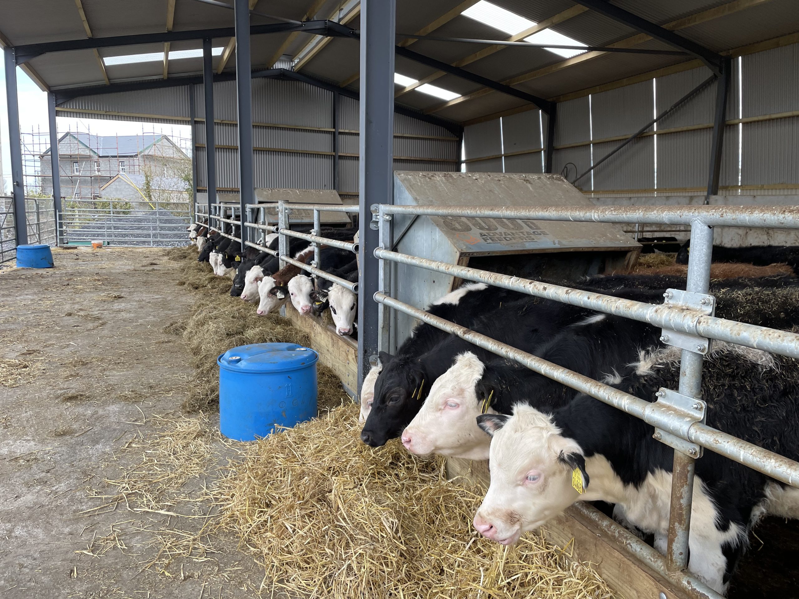 The calves reared last autumn