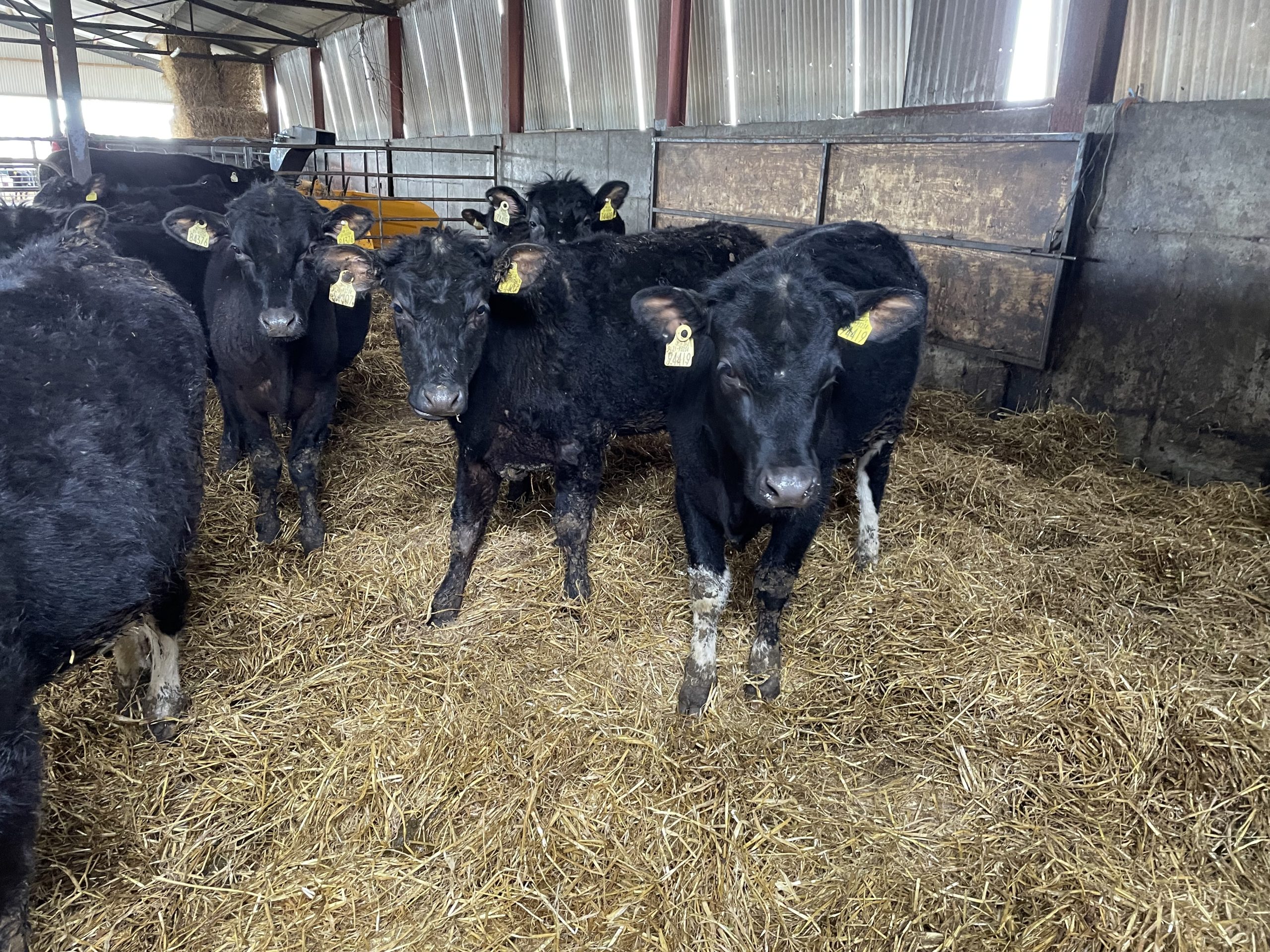 Some of the lighter spring 2024-born cattle