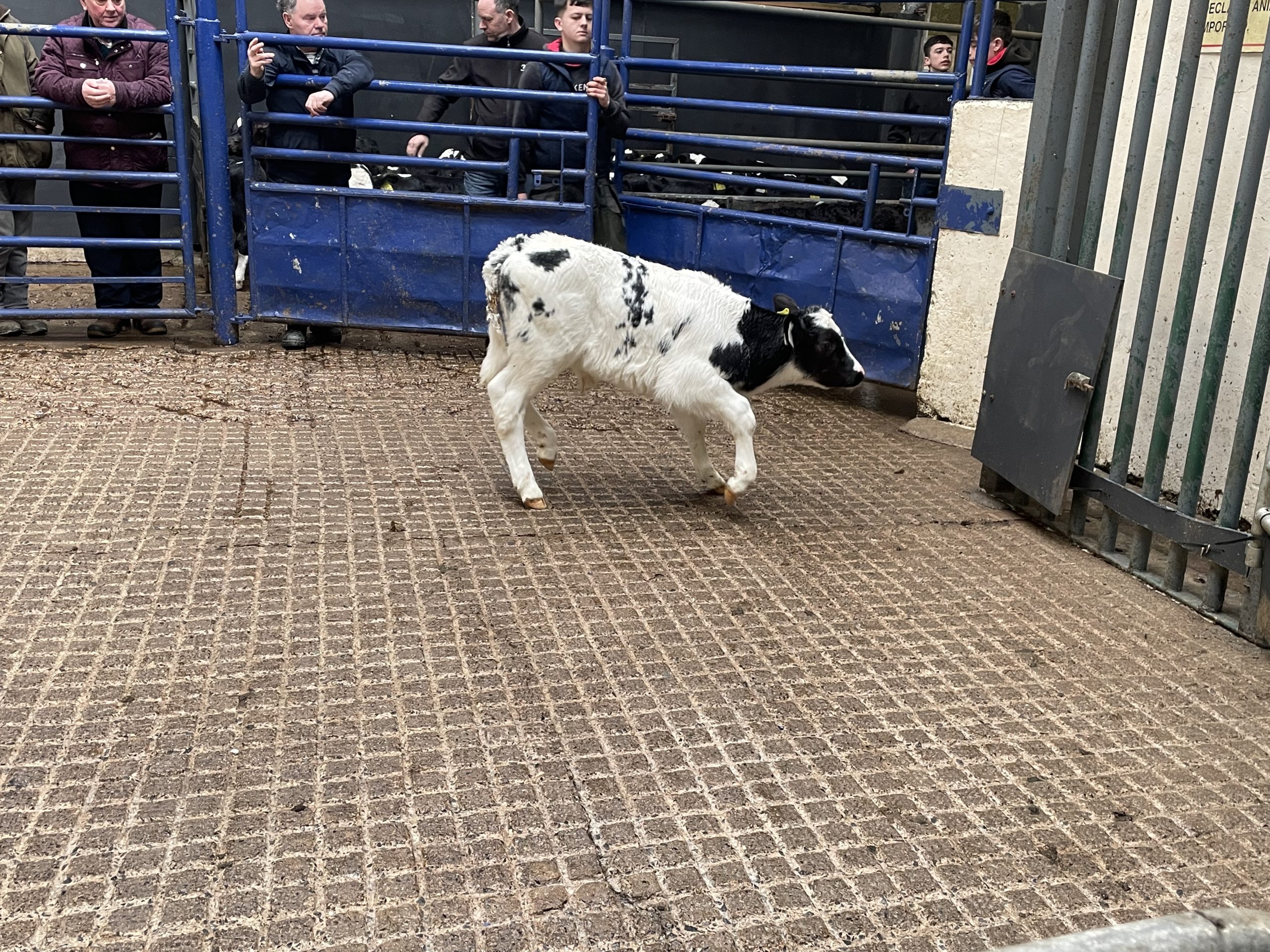 This Belgian Blue-cross bull calf with a CBV of €180 sold for €500