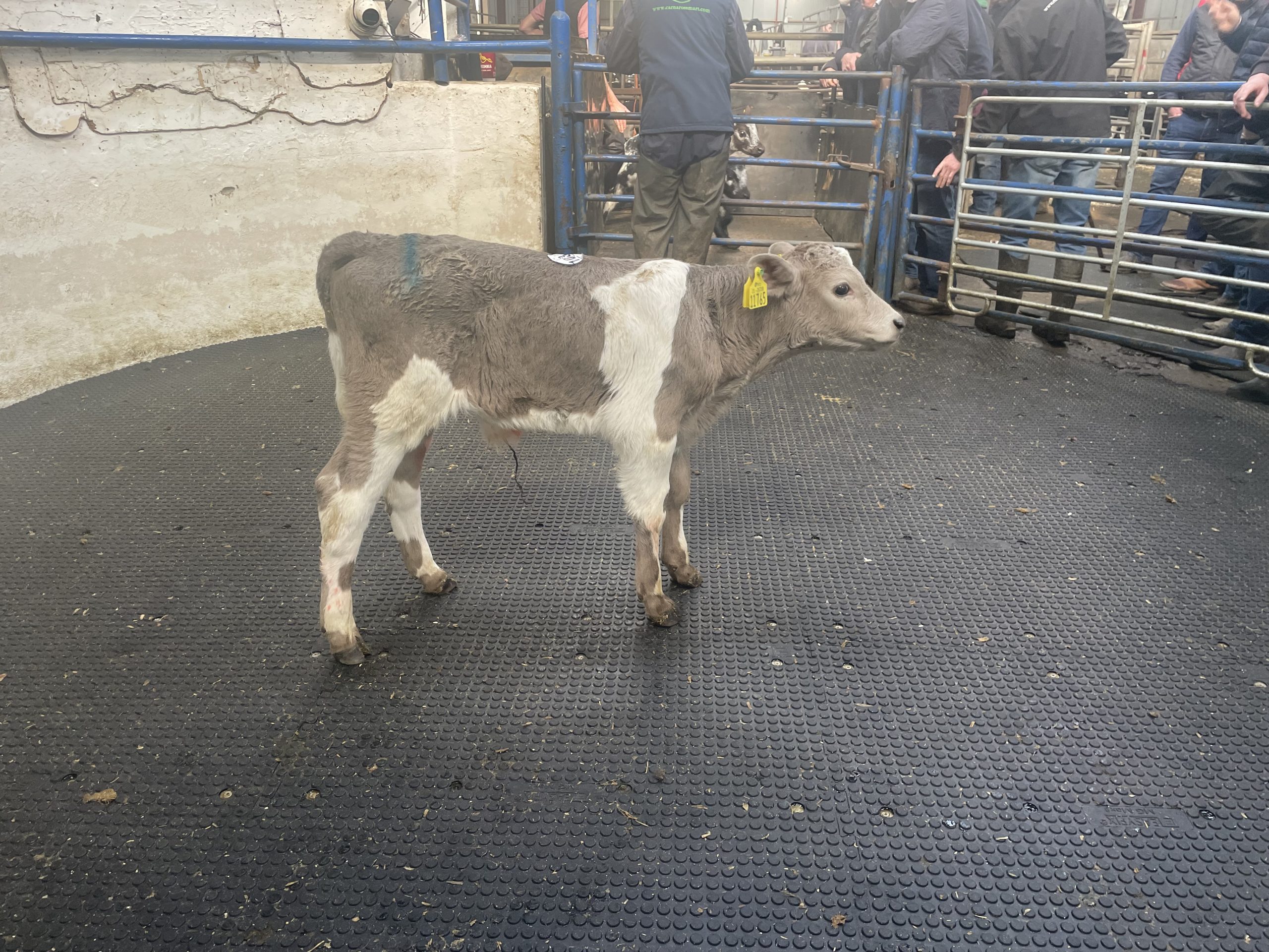 This 555kg Charolais-cross heifer sold for €290