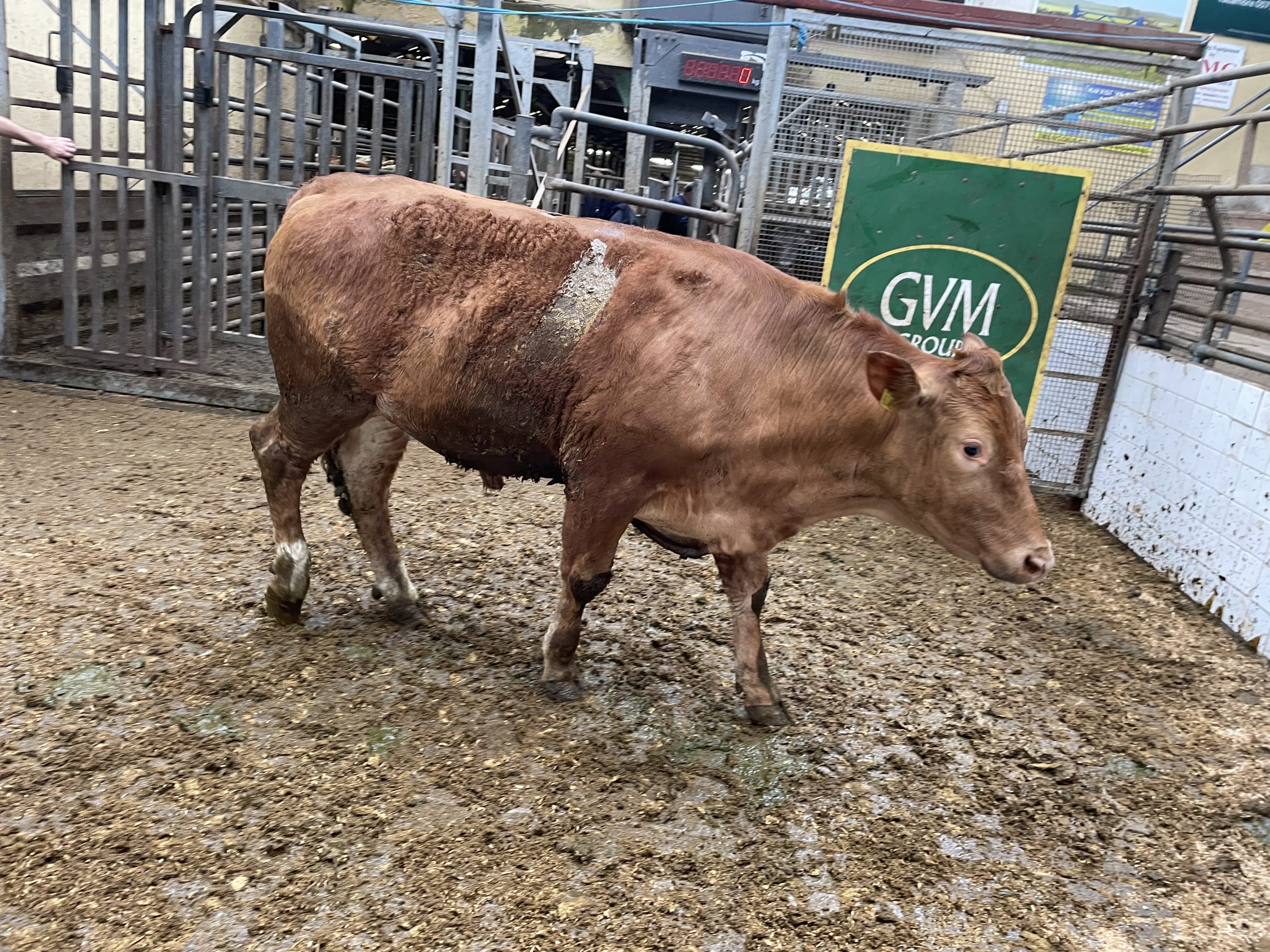 This 560kg Limousin bullock sold for €2,360