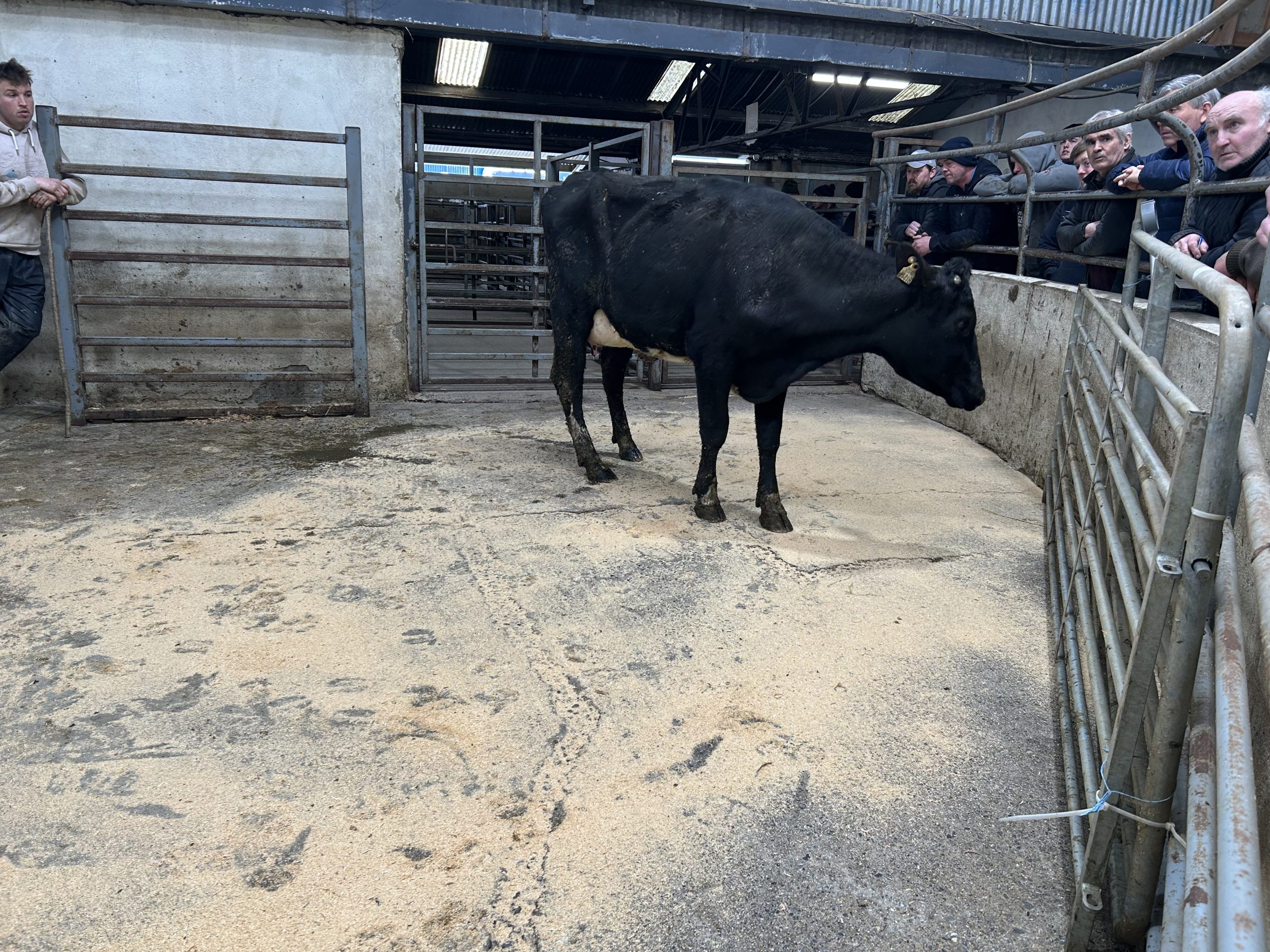 EBI of €213 with dam producing 594kg/MS sold for €2180