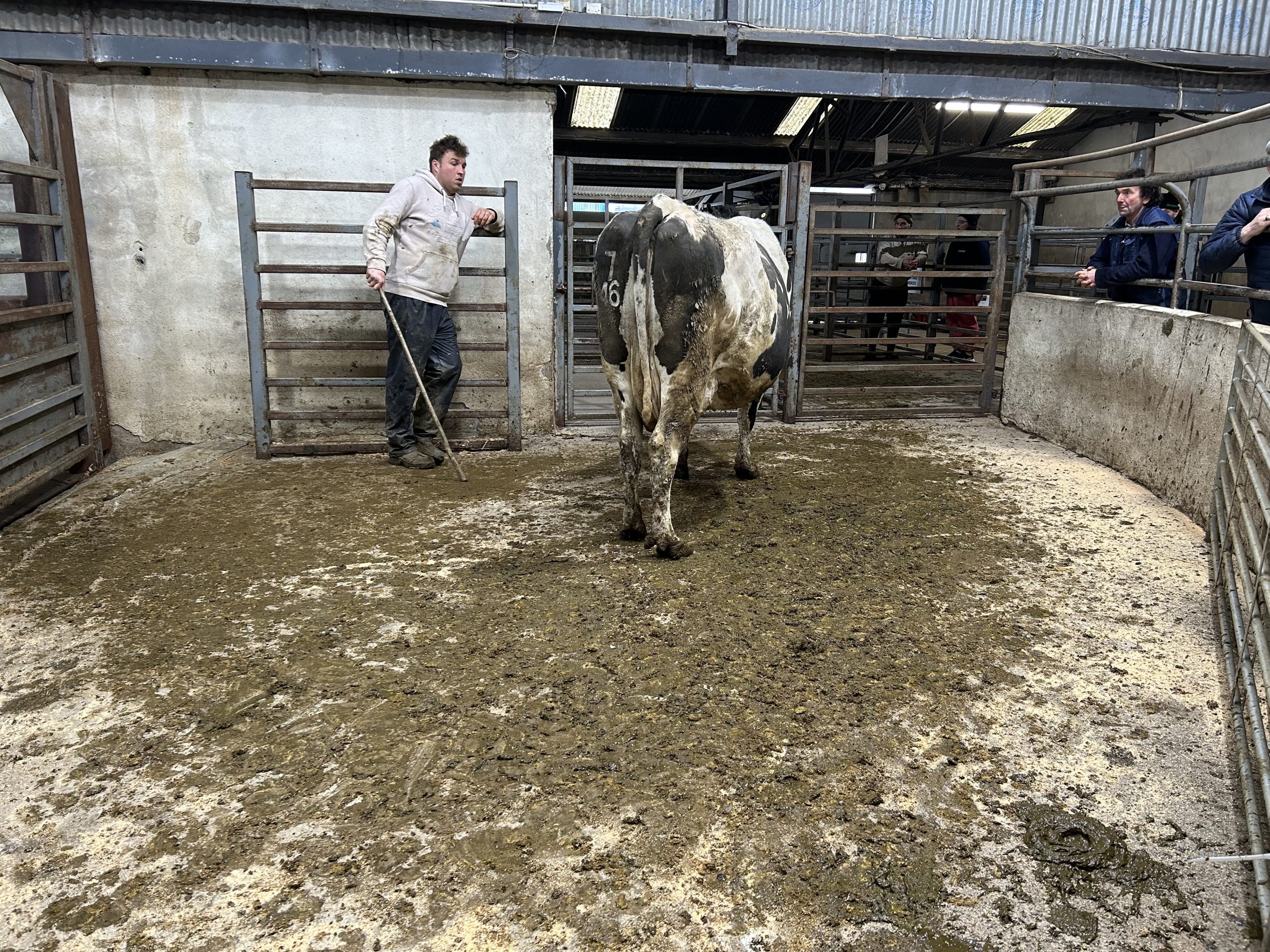 FR cow that yielded 7,237kg of milk with 4.29% fat &amp; 3.55% protein last year sold for €1,700