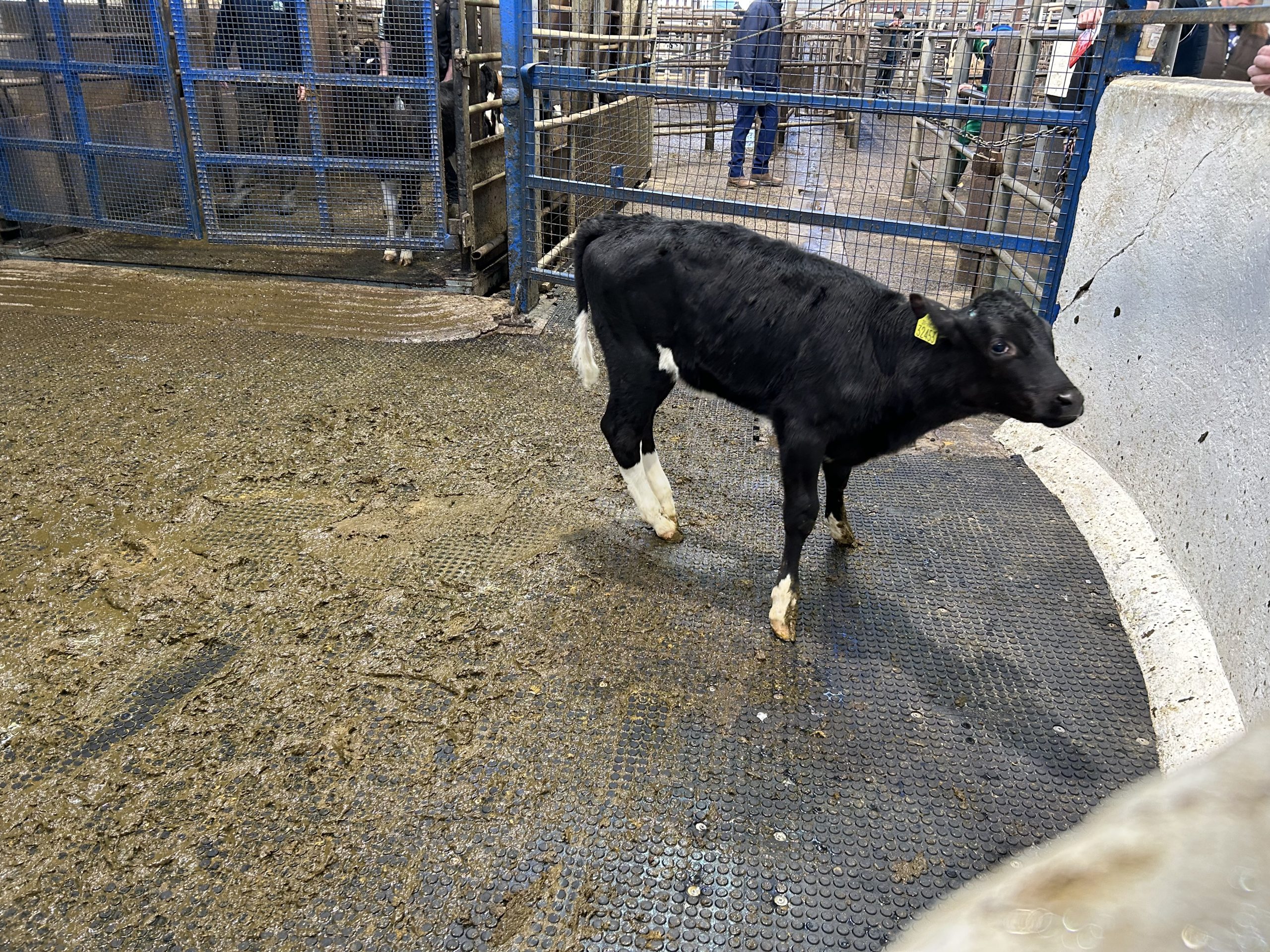 EBI of €267 with dam at 3.52% protein made €460