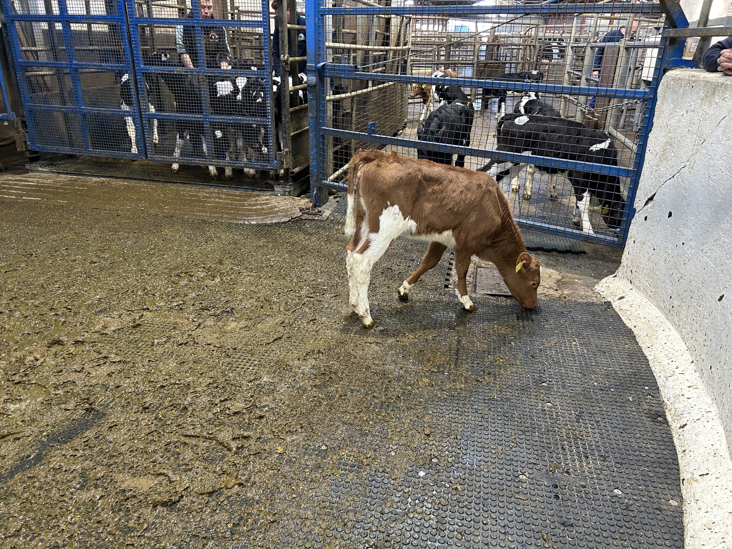 EBI of €260 with dam at 3.63% protein made €320