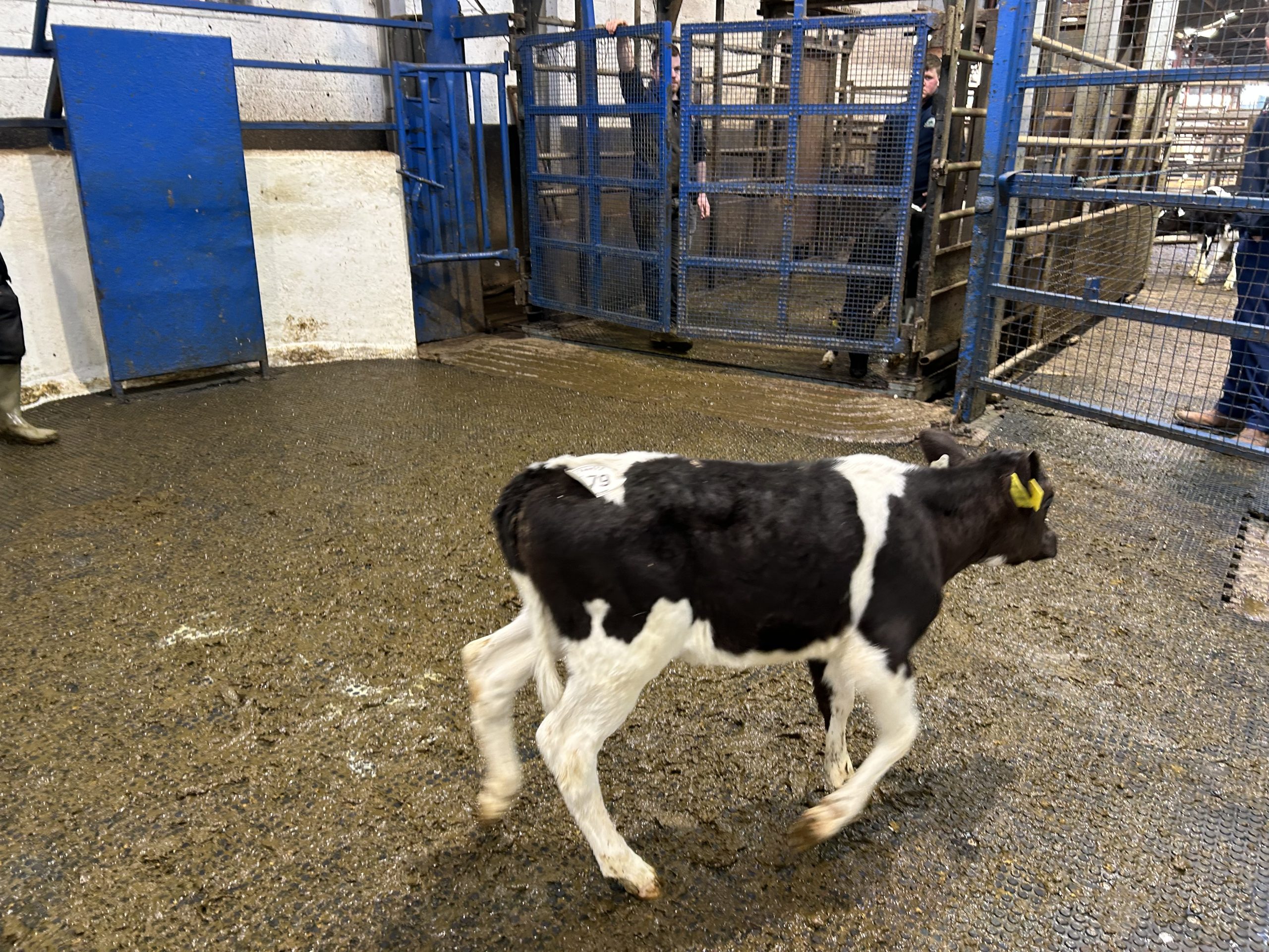 EBI of €285 with dam at 3.78% protein made €370