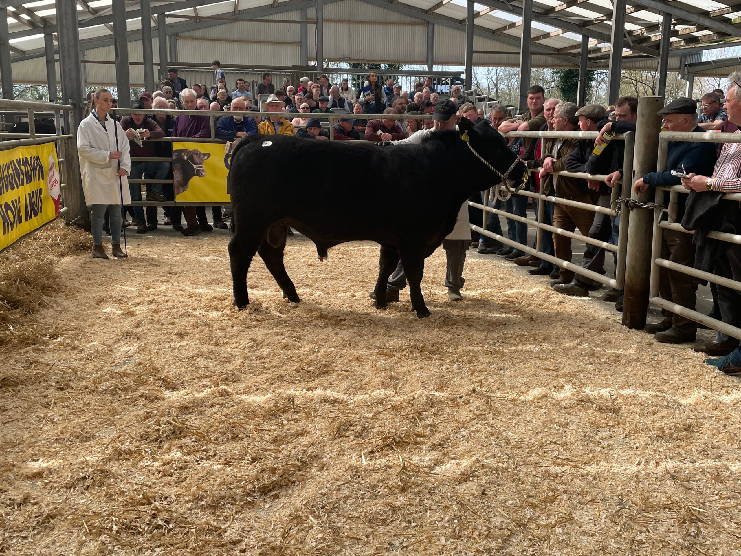 Gigginstown Pirate Boss Y618 took the top price at the 2024 sale of €7,000