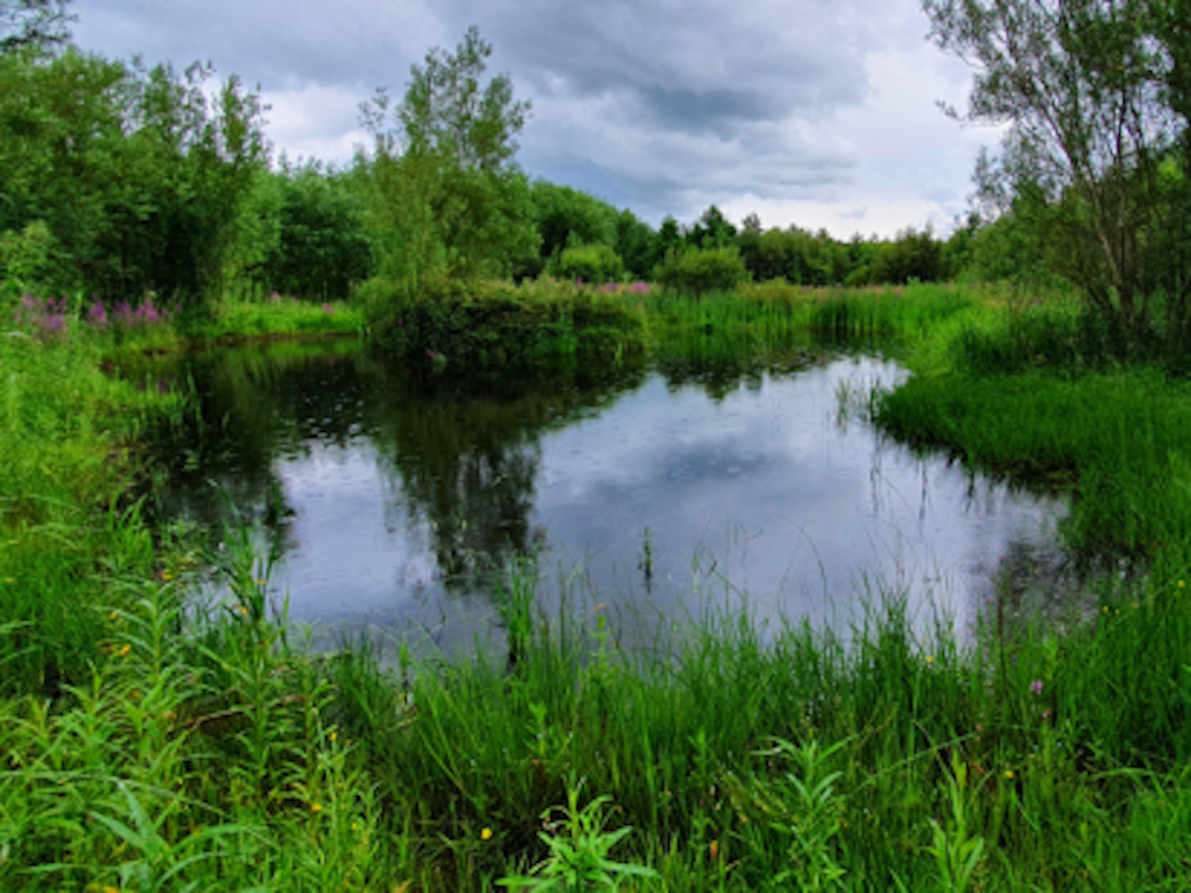 Image source: Burrenbeo