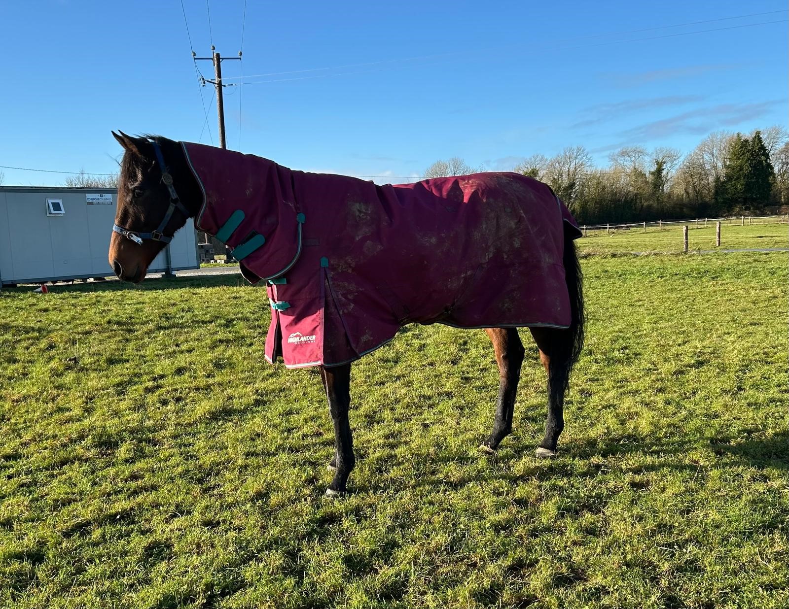 Dash, the racehorse rescued by the ISPCA