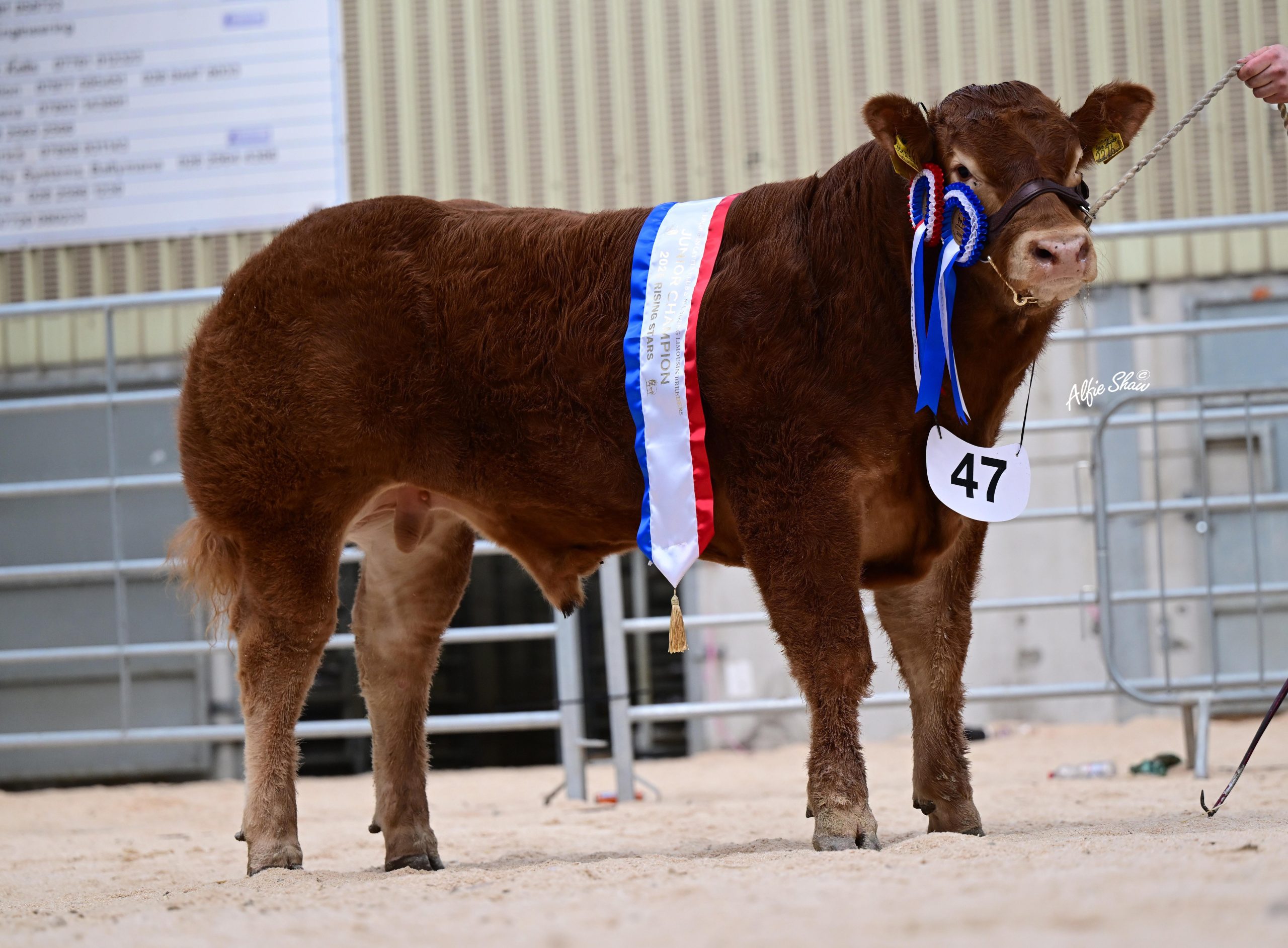 James Alexander’s Jalex Virile was junior champion, reserve pedigree champion and reserve supreme champion. Source: Alfie Shaw