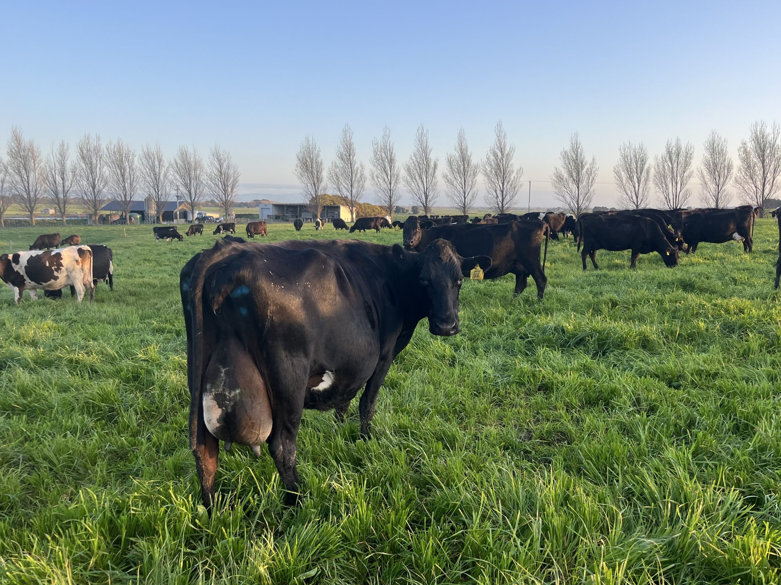 The herd is run as a single unit achieving a record production in 2024 of 443kg milk solids per cow