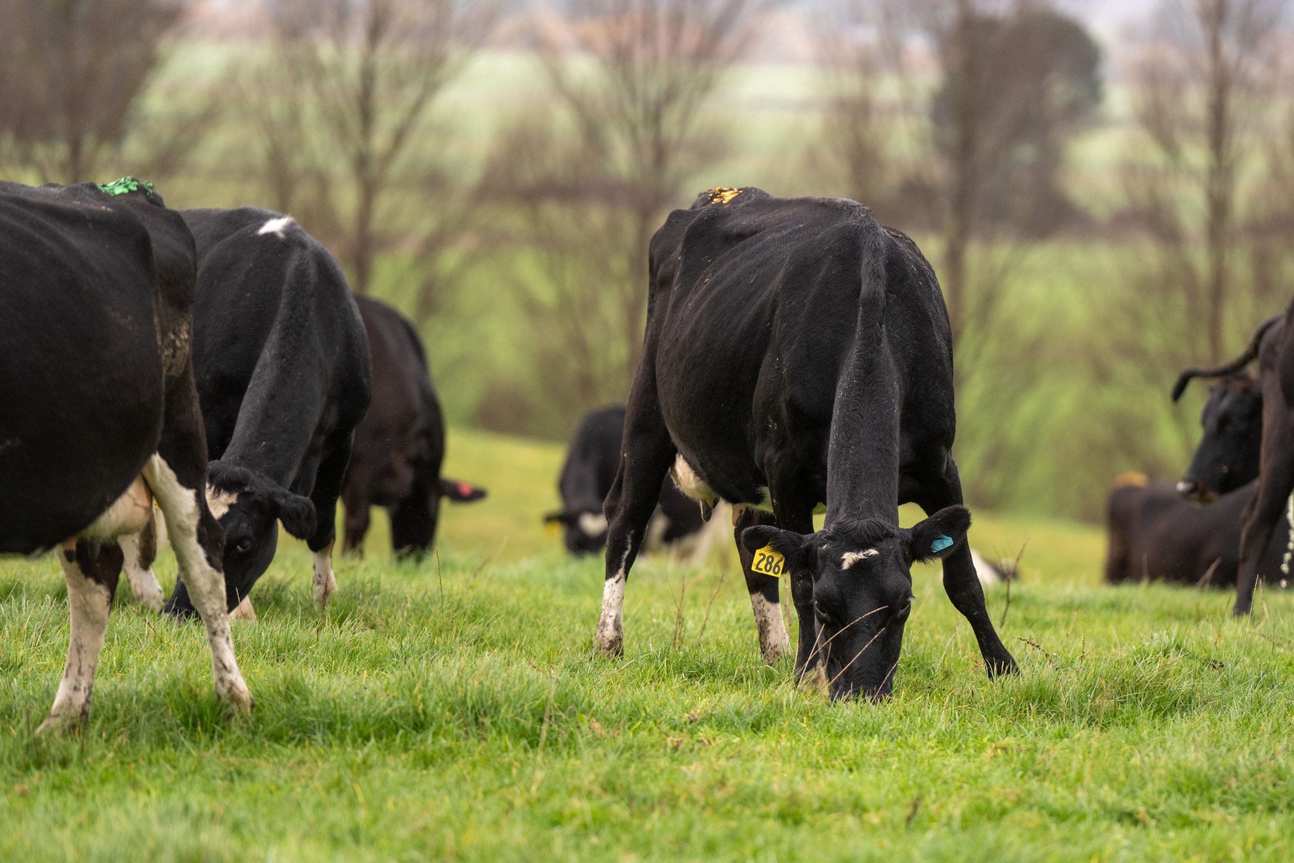 Supplement feeds are used to top off the grass diet of the cows when necessary