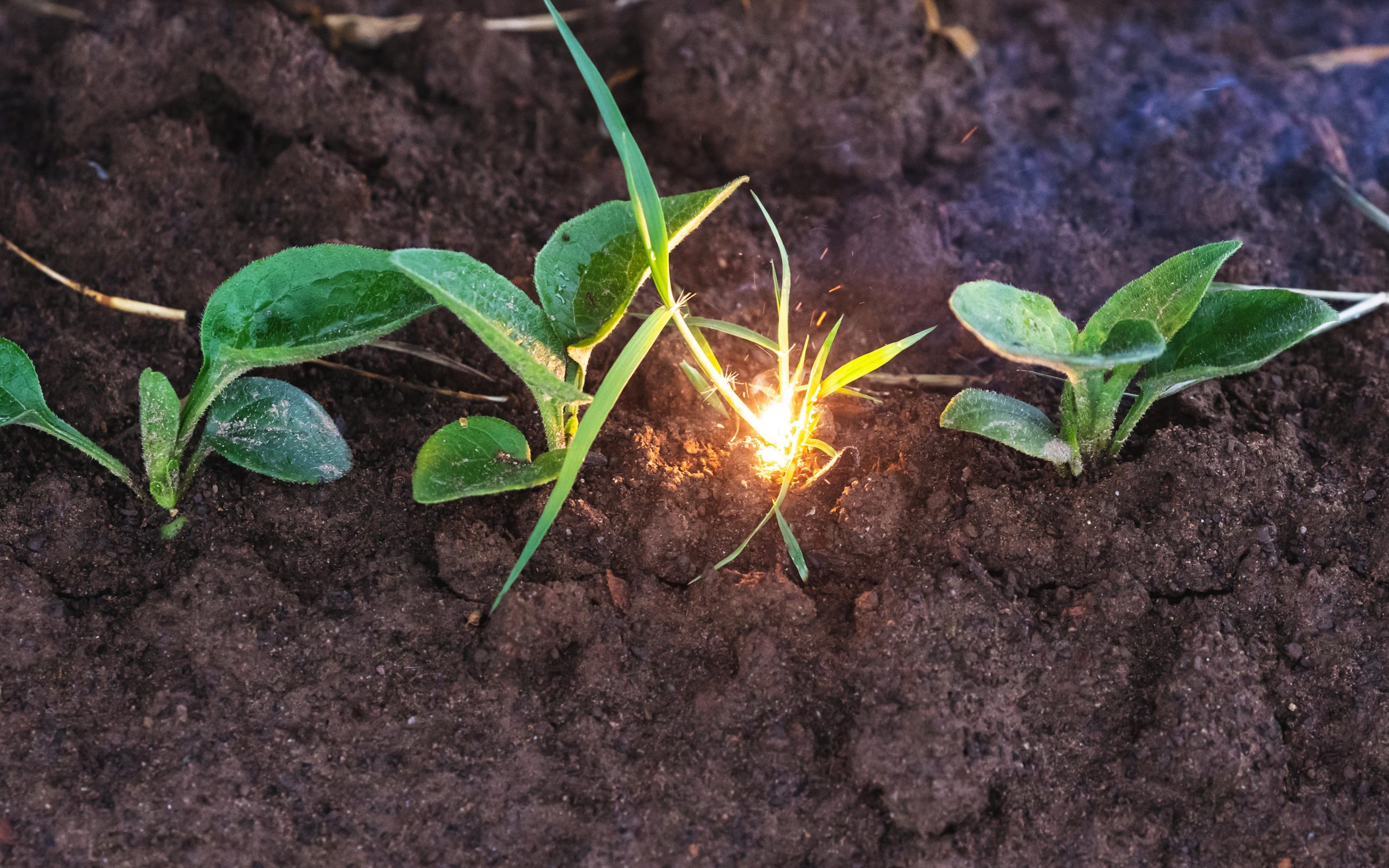 240W lasers reduce the time required to destroy a weed