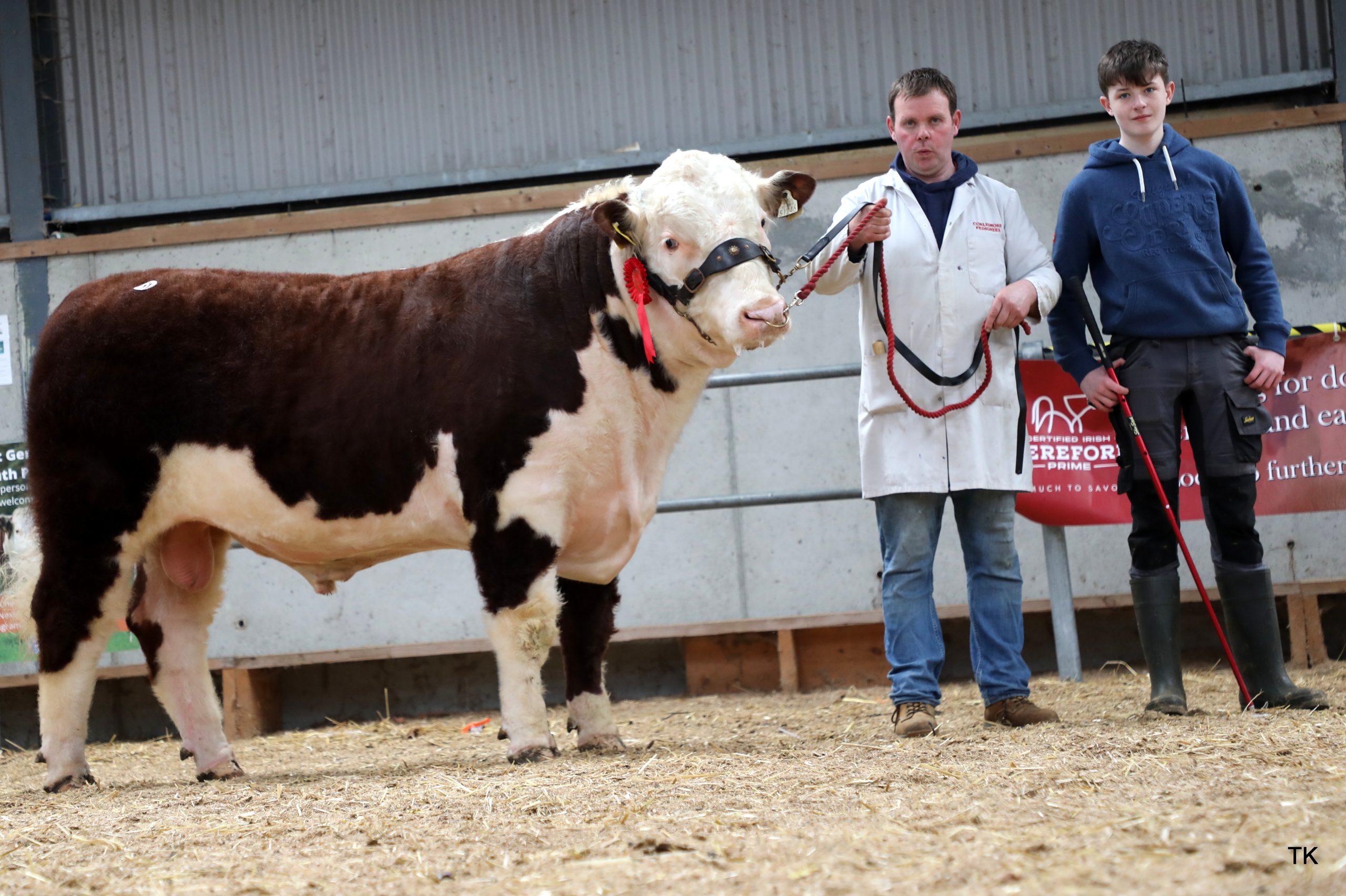 Corlismorepoll 1 Fortunate 246 sold for €7,200 for the McKiernan family