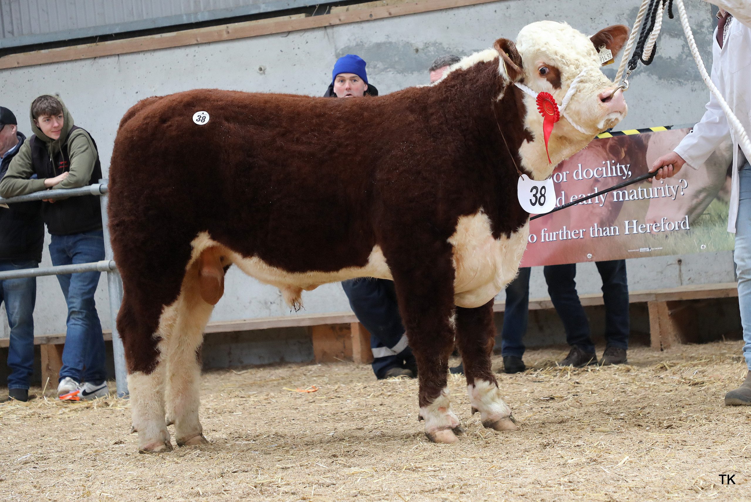 Balleen Thunderstruck sold for €7,500