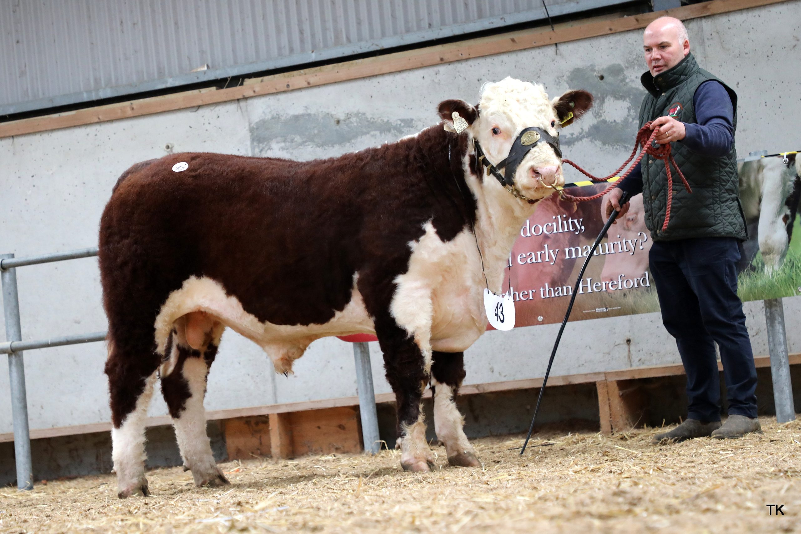 Moyclare Xzander owned by Michael Molloy sold for €7,200