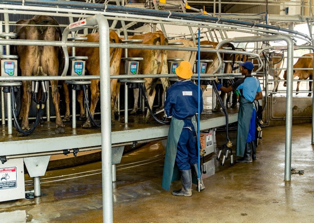 Sean has 45 staff working on the two dairy farms in Zimbabwe