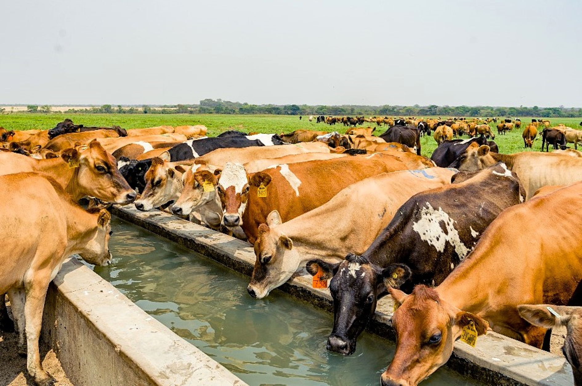 The cows are a Holstein Jersey cross bred to suit the farm’s pasture based system