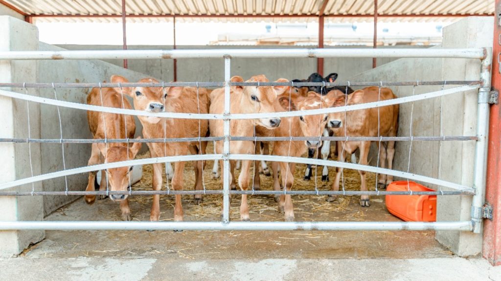 All heifer calves are kept as replacement stock at Mafuro Farming