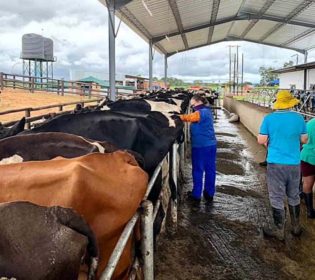 Cows are routinely pregnancy diagnosed on the farm