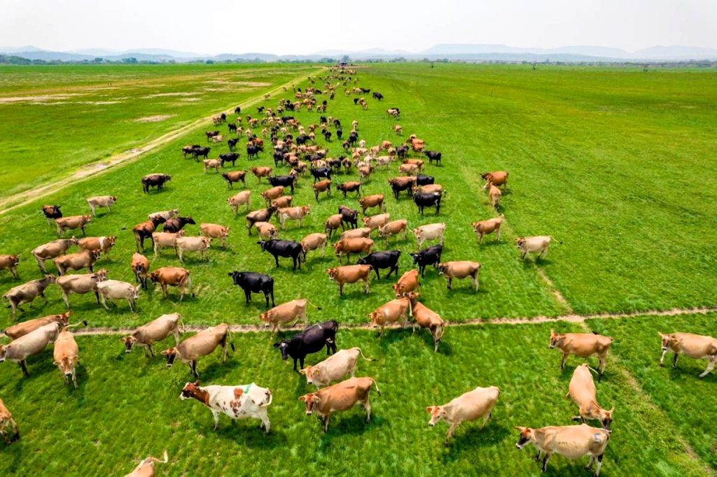 There are 1,400 milking cows across the two farms at Mafuro Farming