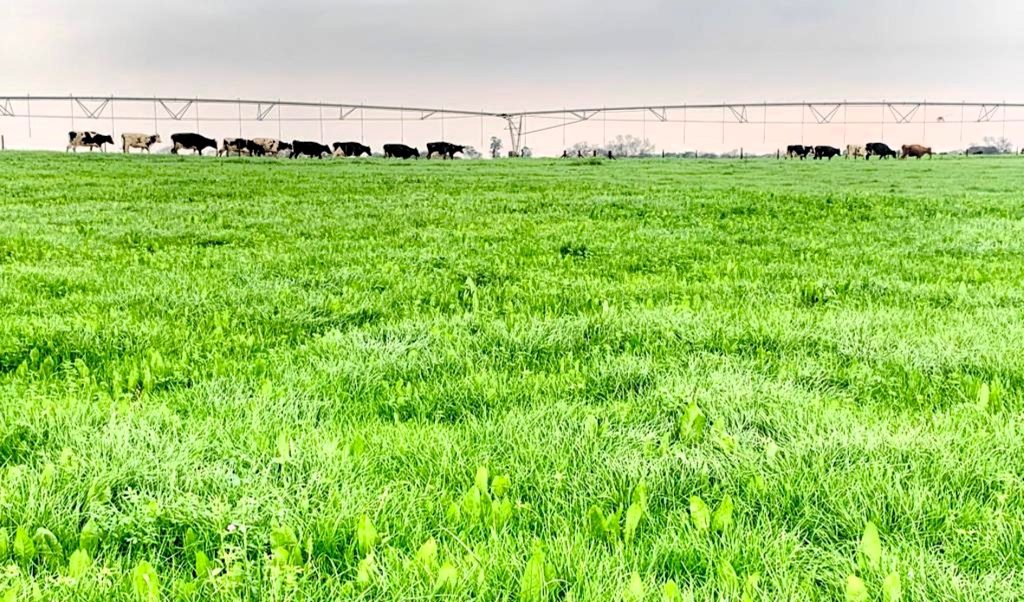 Sean has developed a low cost pasture based grazing model for his farm business