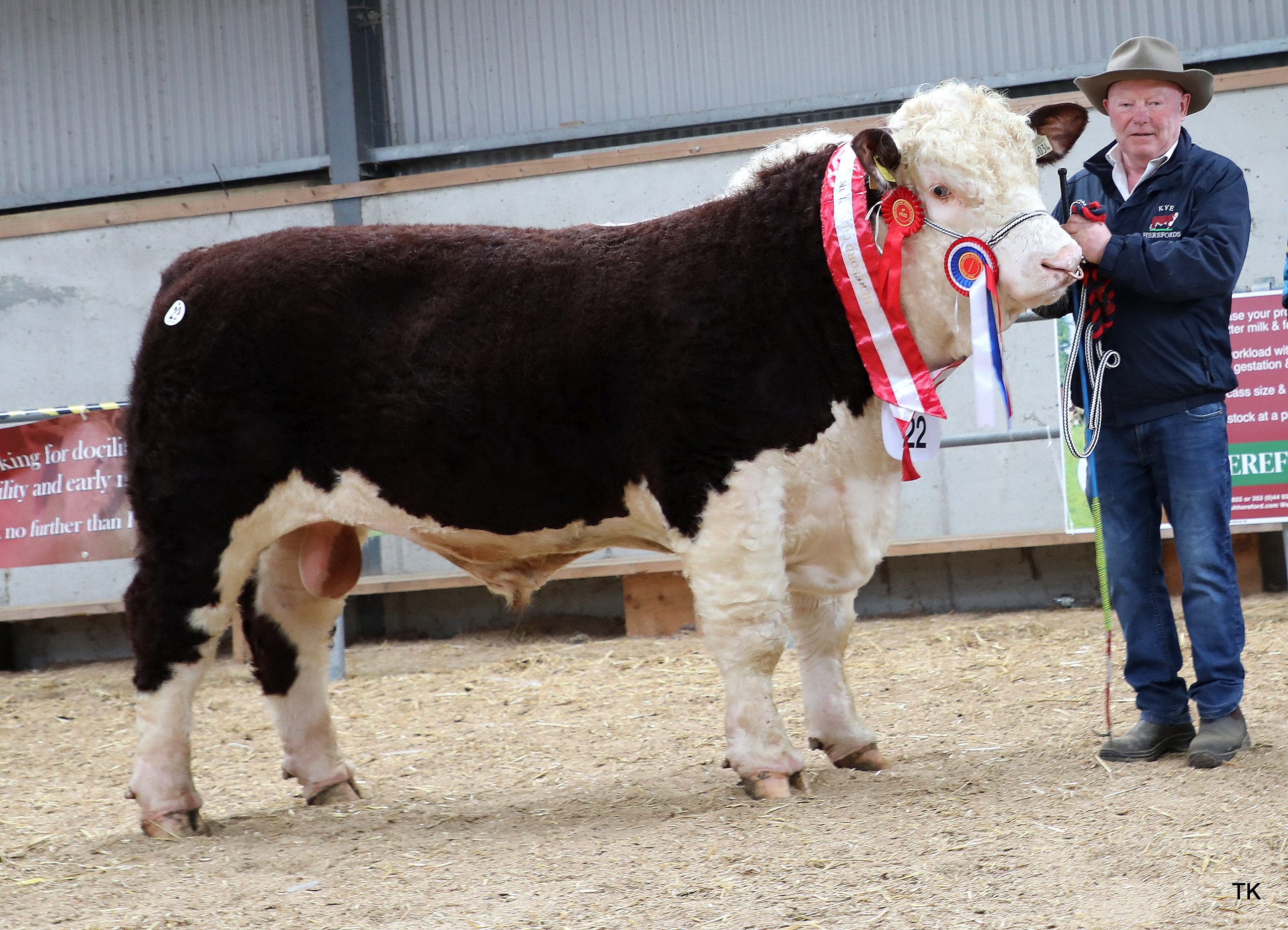 Overall champion Kye Ranger 034 owned by Padraig McGrath