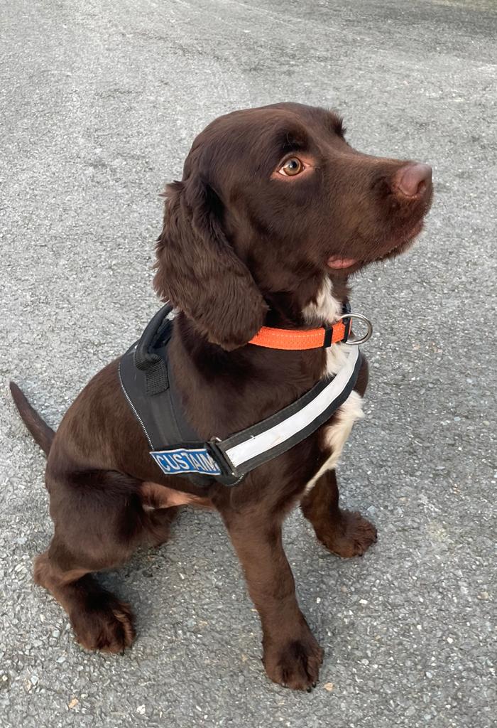 Detector dog Toby. Source: Revenue