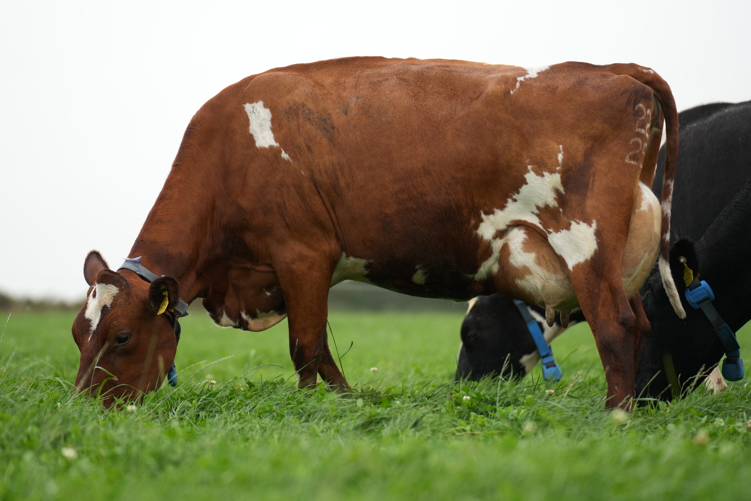 Roen (NR5881) Norwegian Red daughter was sired by Roen (NR5881) on a Jersey x HF dam at Shane Fitzgerald, Co. Cork.