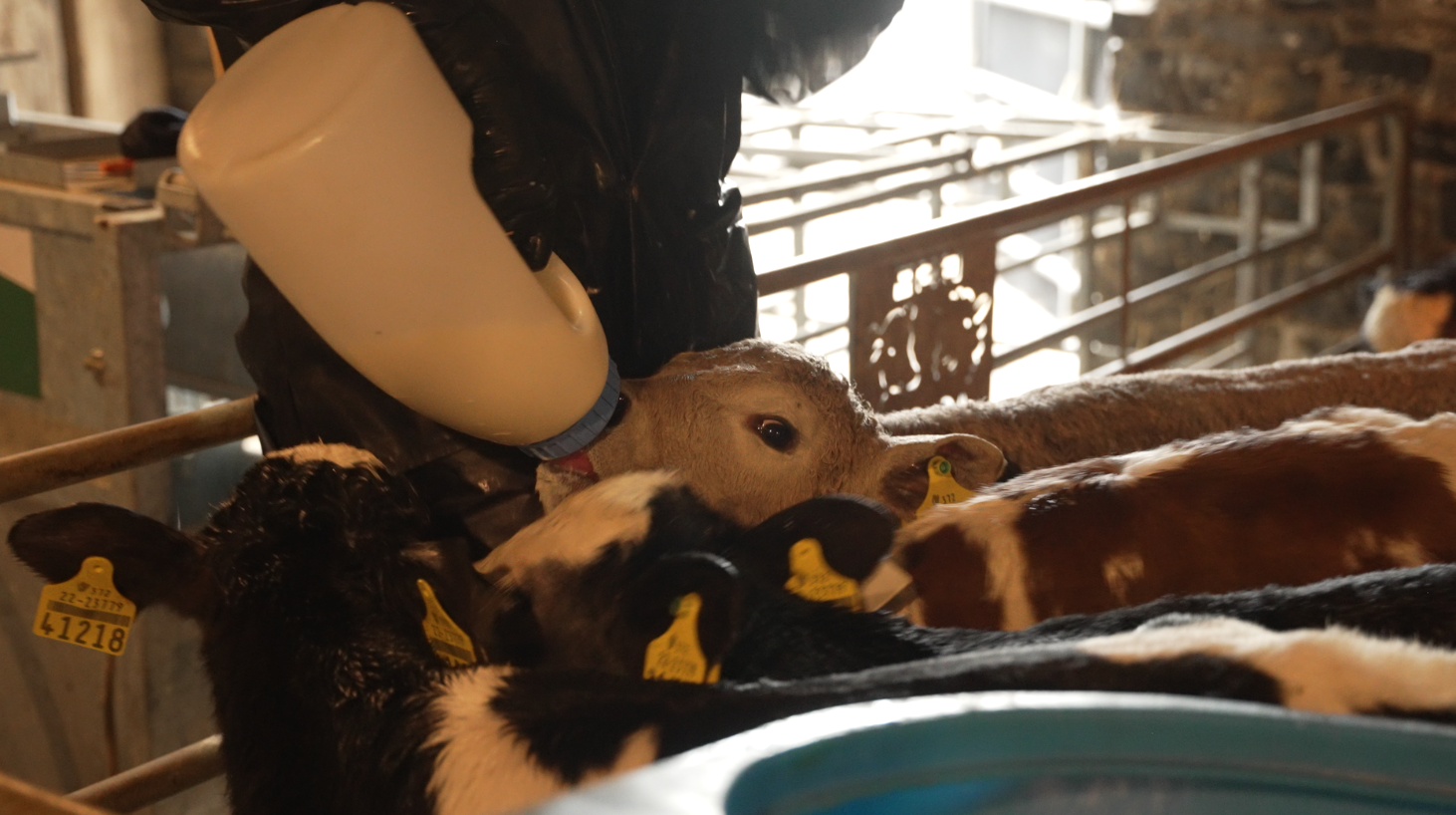 Eimear getting calves trained onto teat feeders