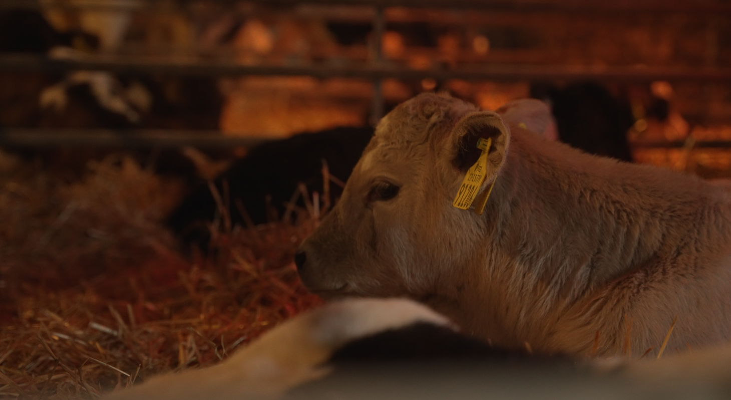 A Charolais calf lying in the nursery